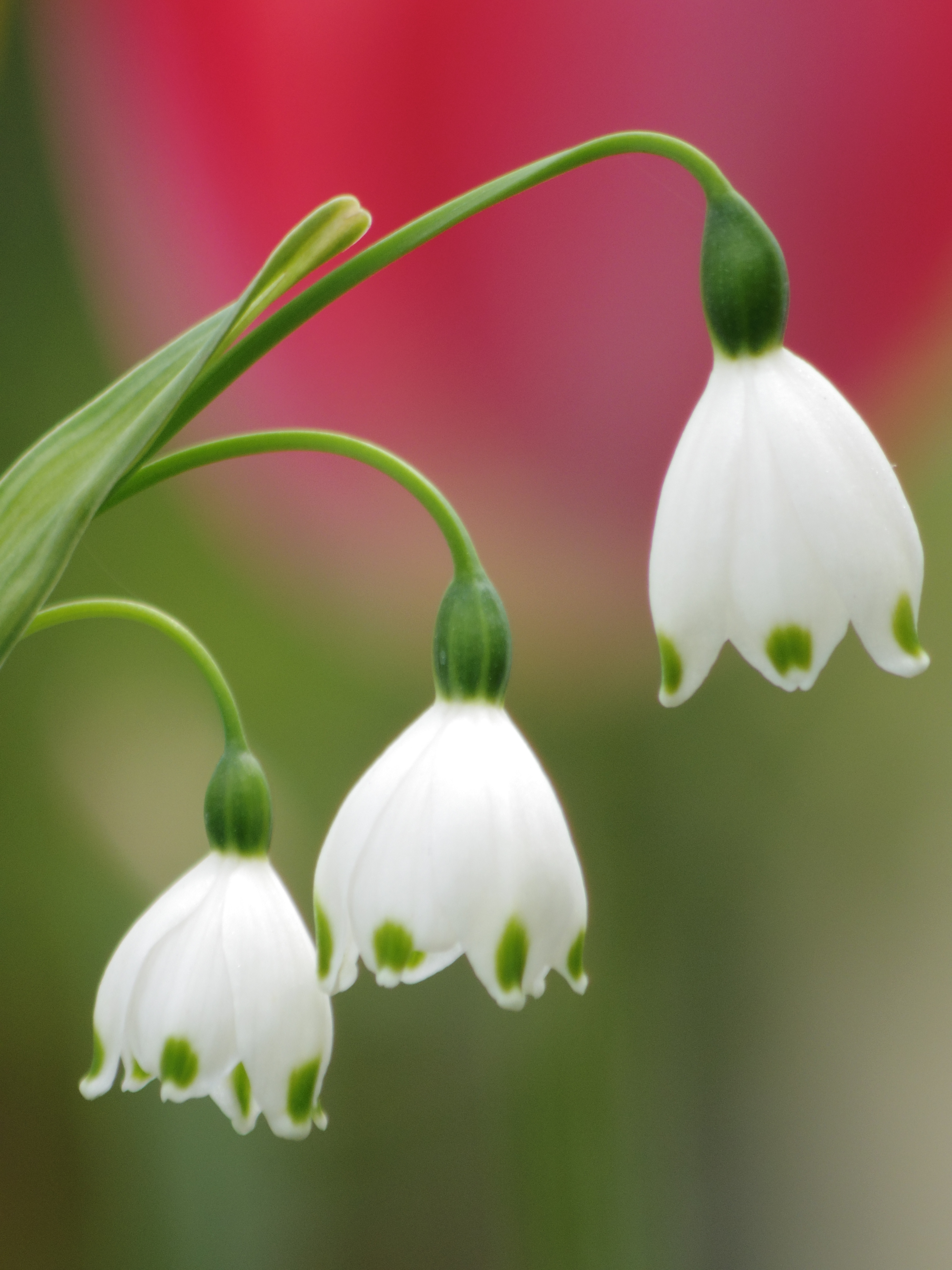 白い花の部分は少し色飽和を起こしていますが緑の茎の部分の描写は見事です。PENTAX Q10 / DA 50-200mm F4-5.6 ED WR / 約3MB / 4,000×3,000 / 1/400秒 / 絞り目盛り：0 / 0EV / ISO200 / 絞り優先AE / WB：オート / 200mm