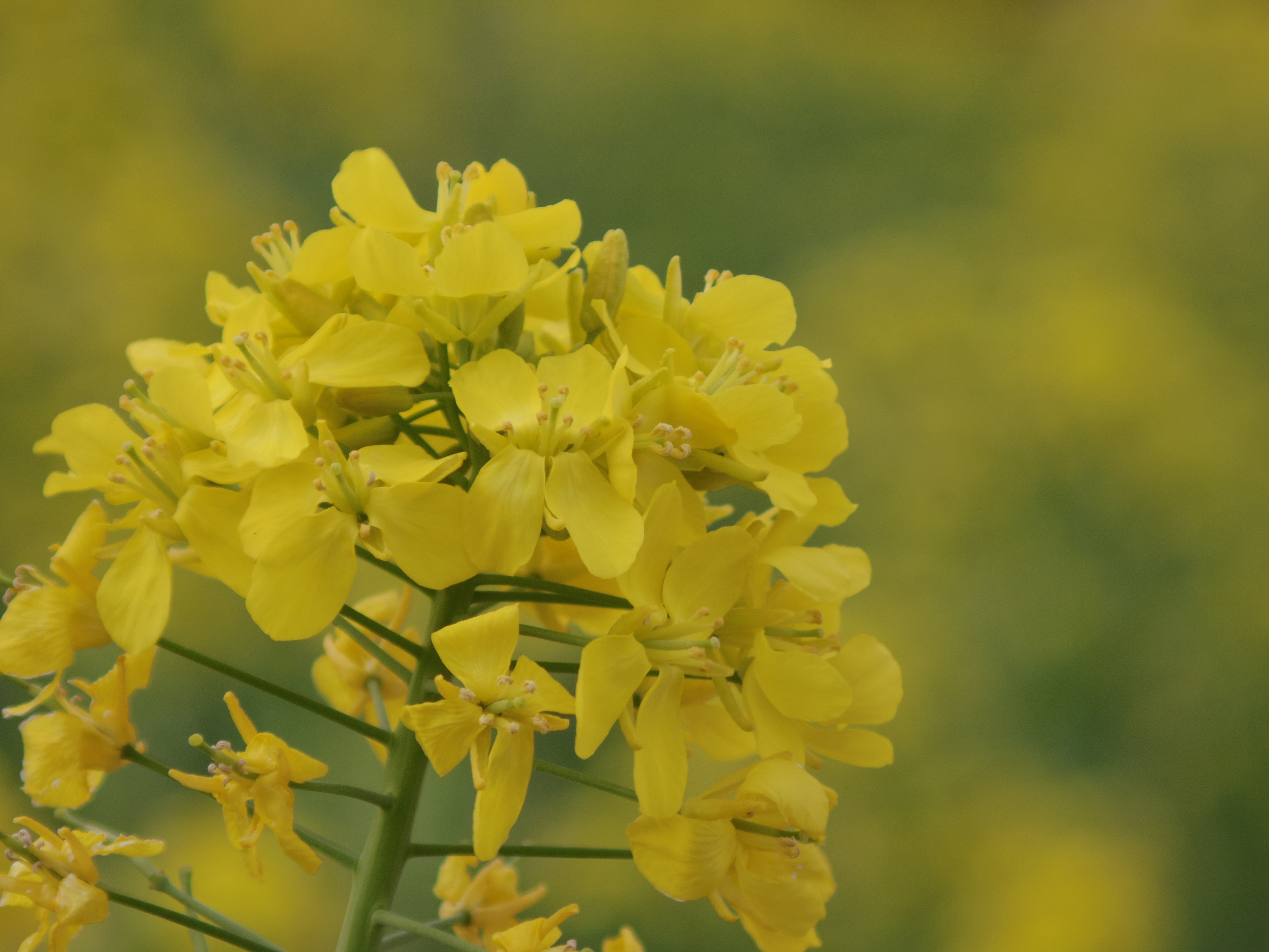 風の強い厳しい撮影状況でしたがここまでシャープに写りました。PENTAX Q10 / DA 50-200mm F4-5.6 ED WR / 約2.9MB / 4,000×3,000 / 1/500秒 / 絞り目盛り：0 / 0EV / ISO100 / 絞り優先AE / WB：オート / 50mm