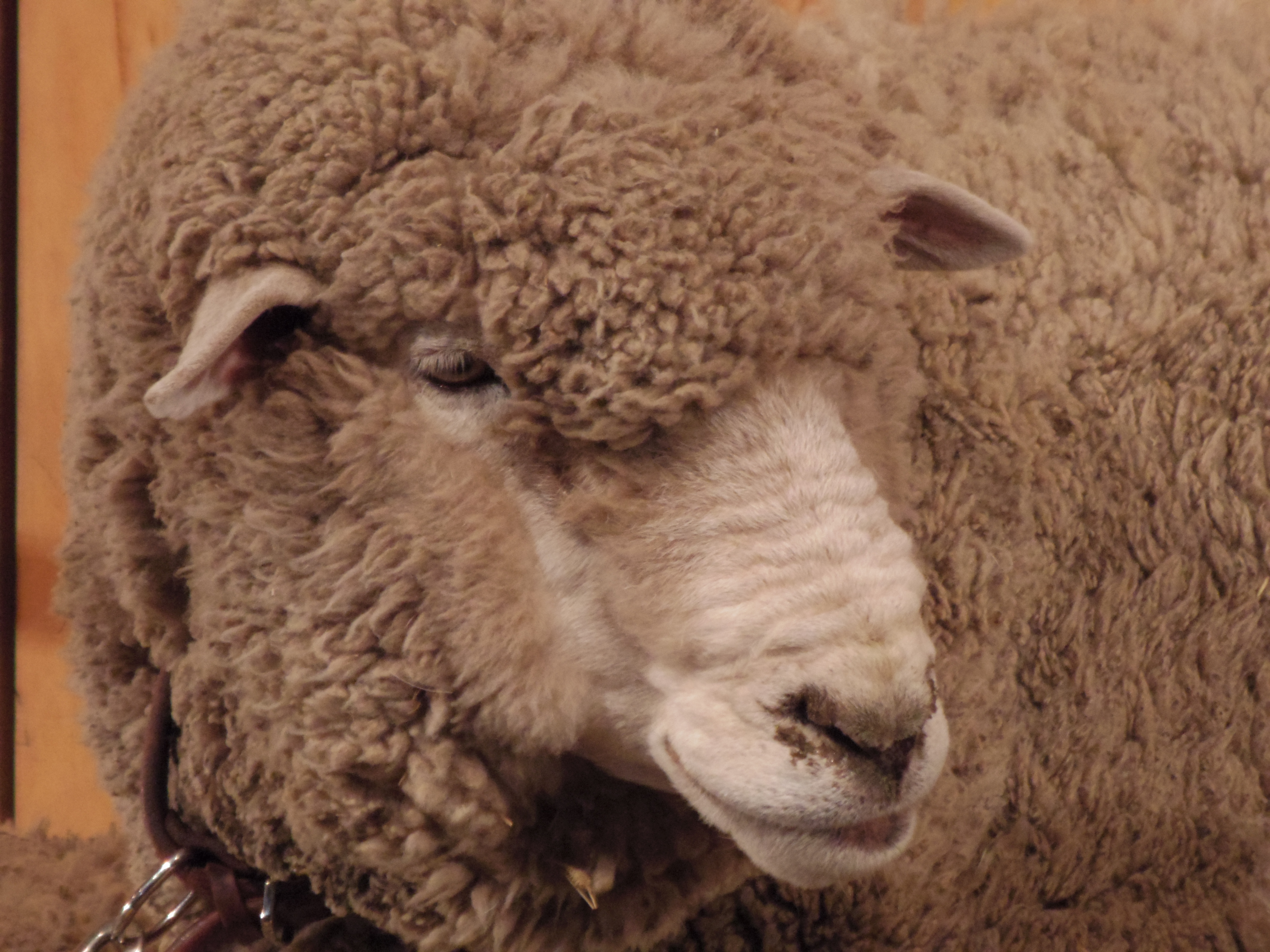 右の羊にぐぐっとズームしてみました。残念ながら目線はもらえず（笑）。PENTAX Q10 / DA 50-200mm F4-5.6 ED WR / 約3.6MB / 4,000×3,000 / 1/60秒 / 絞り目盛り：0 / 0EV / ISO1600 / 絞り優先AE / WB：オート / 200mm