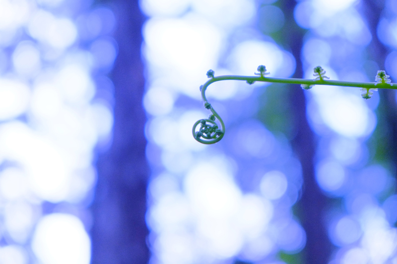 山本まりこさんに教わった方法でシダのクルクルにピントを合わせ玉ボケを作ってみました。写真の技法書を読むより、実践で教わるほうがどんどん上達していきます。きれいに撮れるようになると、写真が前より好きになるから不思議です（笑）。