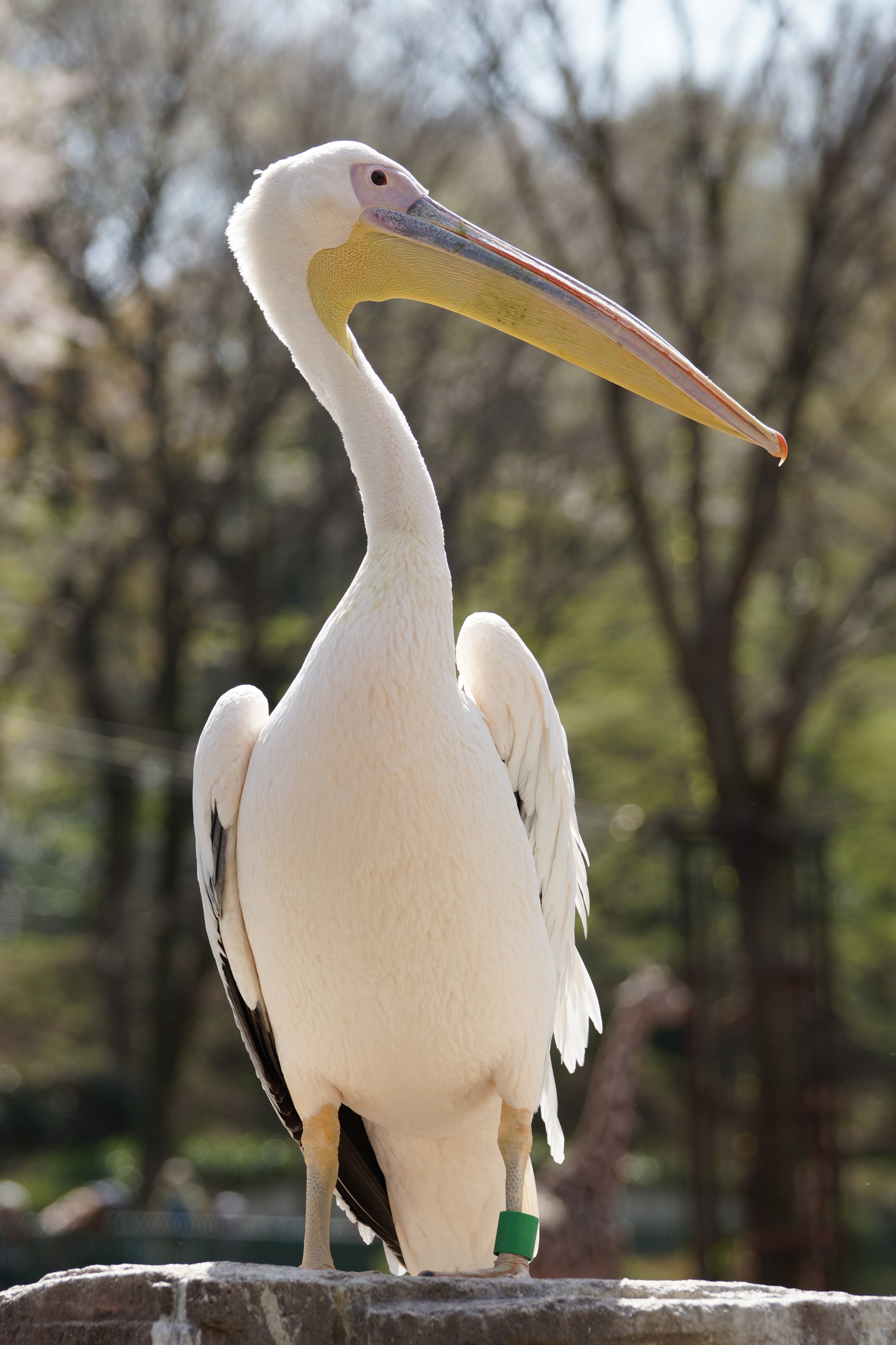 α99 / 70-400mm F4-5.6 G SSM II / 約4.3MB / 4,000×6,000 / 1/250秒 / F5.6 / +0.3EV / ISO100 / 絞り優先AE / WB：オート / 180mm