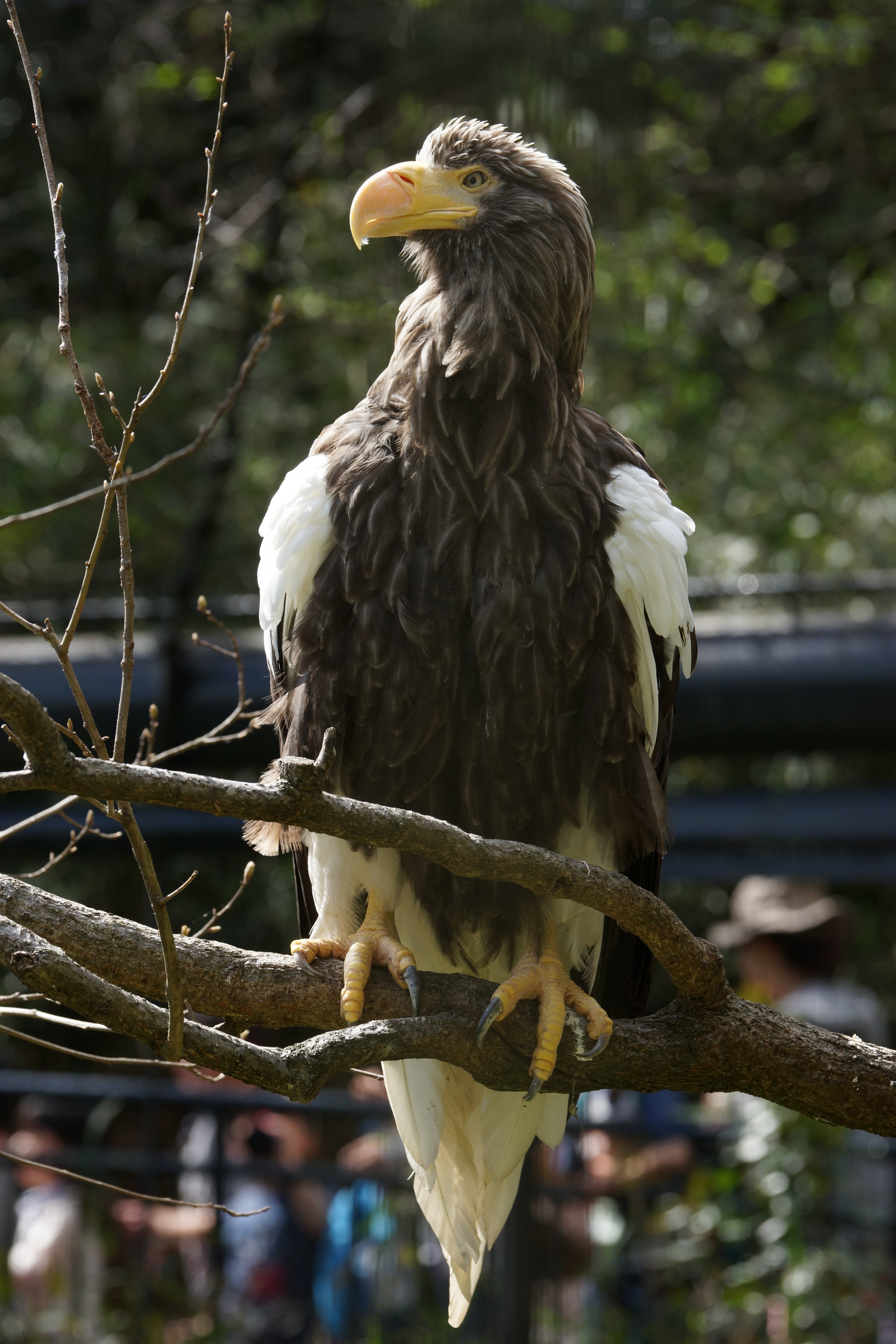 α99 / 70-400mm F4-5.6 G SSM II / 約5.1MB / 4,000×6,000 / 1/200秒 / F9 / -0.7EV / ISO400 / 絞り優先AE / WB：オート / 250mm