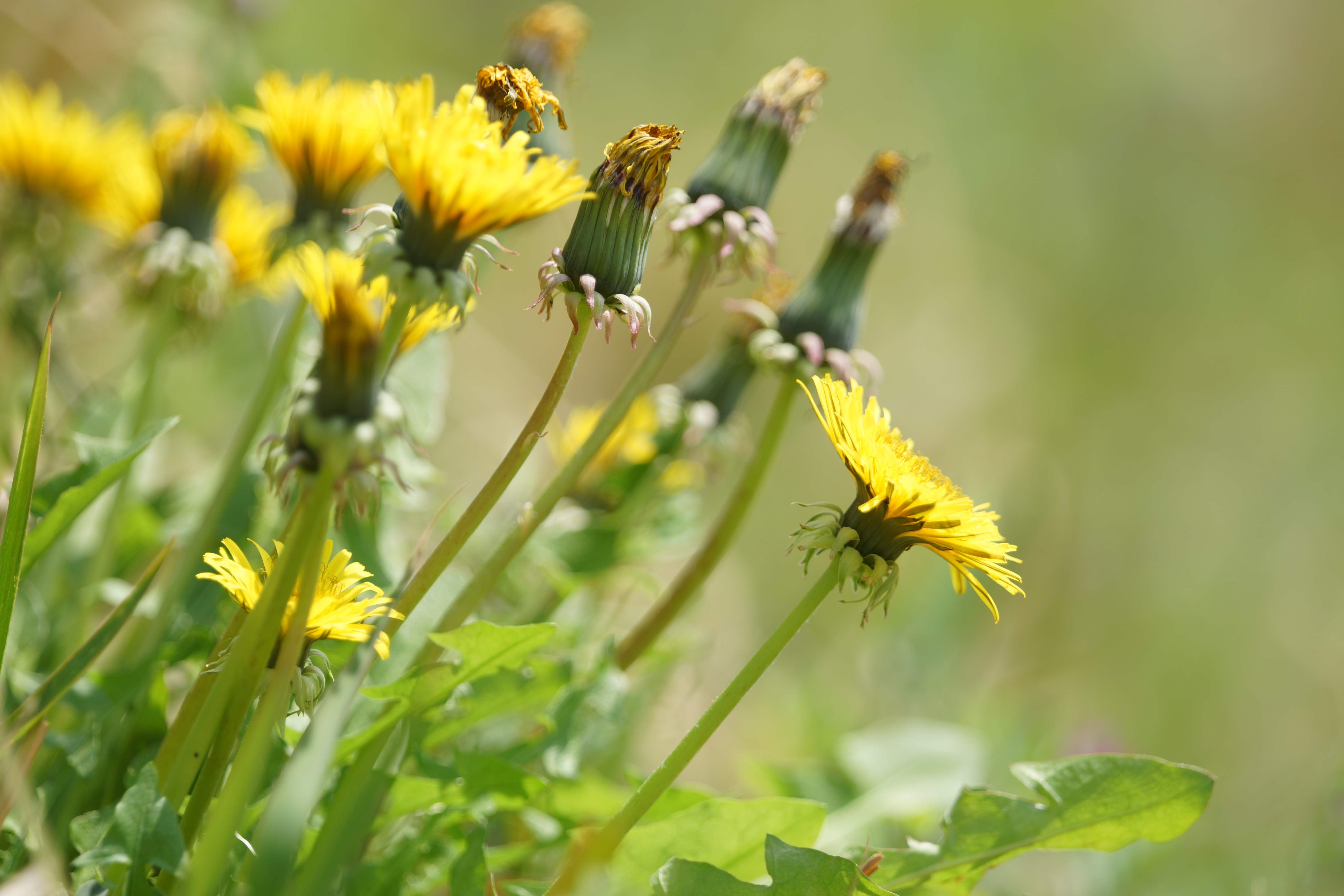 α99 / 70-400mm F4-5.6 G SSM II / 約3.8MB / 6,000×4,000 / 1/250秒 / F5.6 / +0.7EV / ISO100 / 絞り優先AE / WB：オート / 400mm