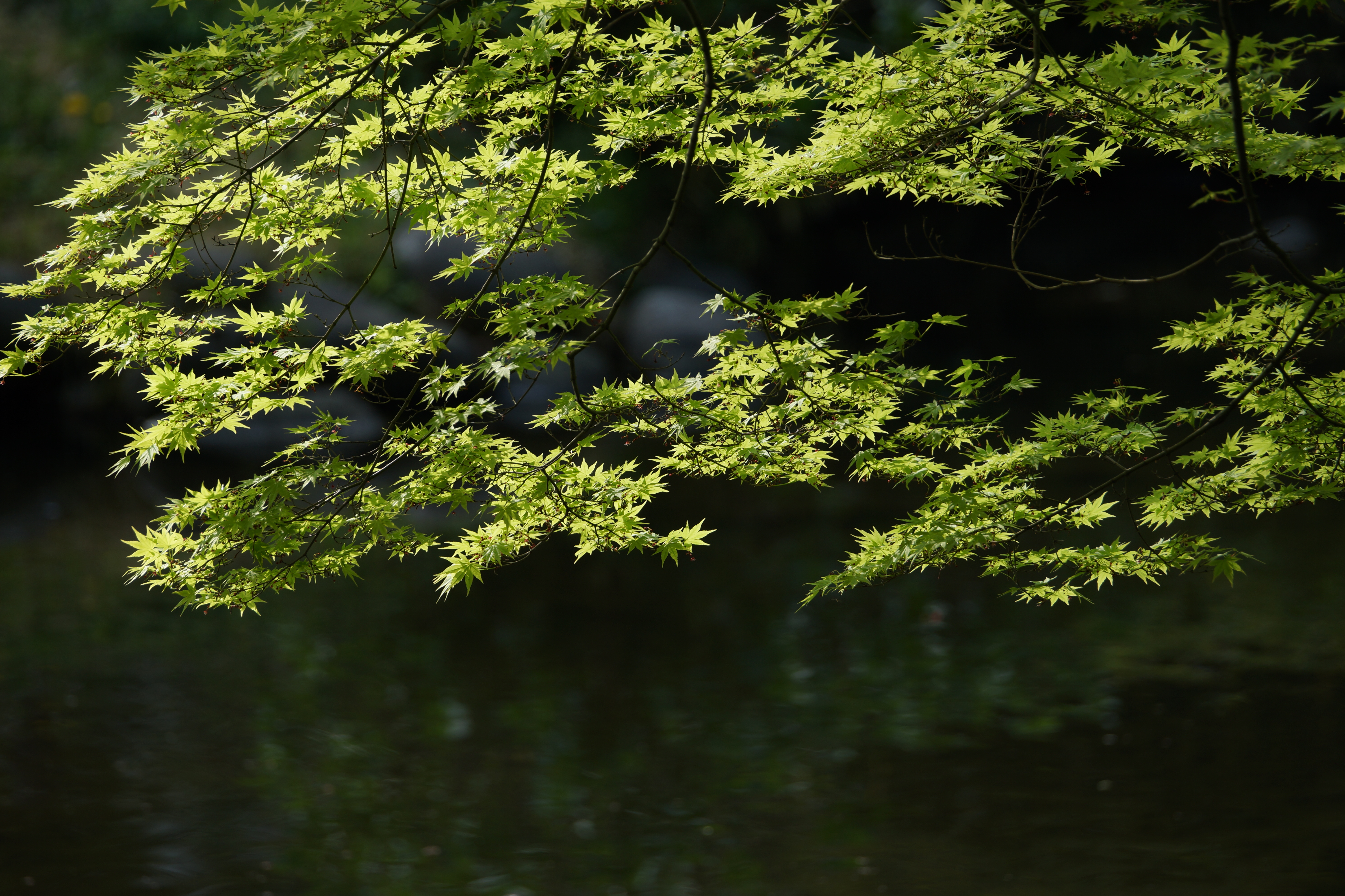 α99 / 70-400mm F4-5.6 G SSM II / 約7.6MB / 6,000×4,000 / 1/400秒 / F5.6 / -1EV / ISO200 / 絞り優先AE / WB：オート / 330mm