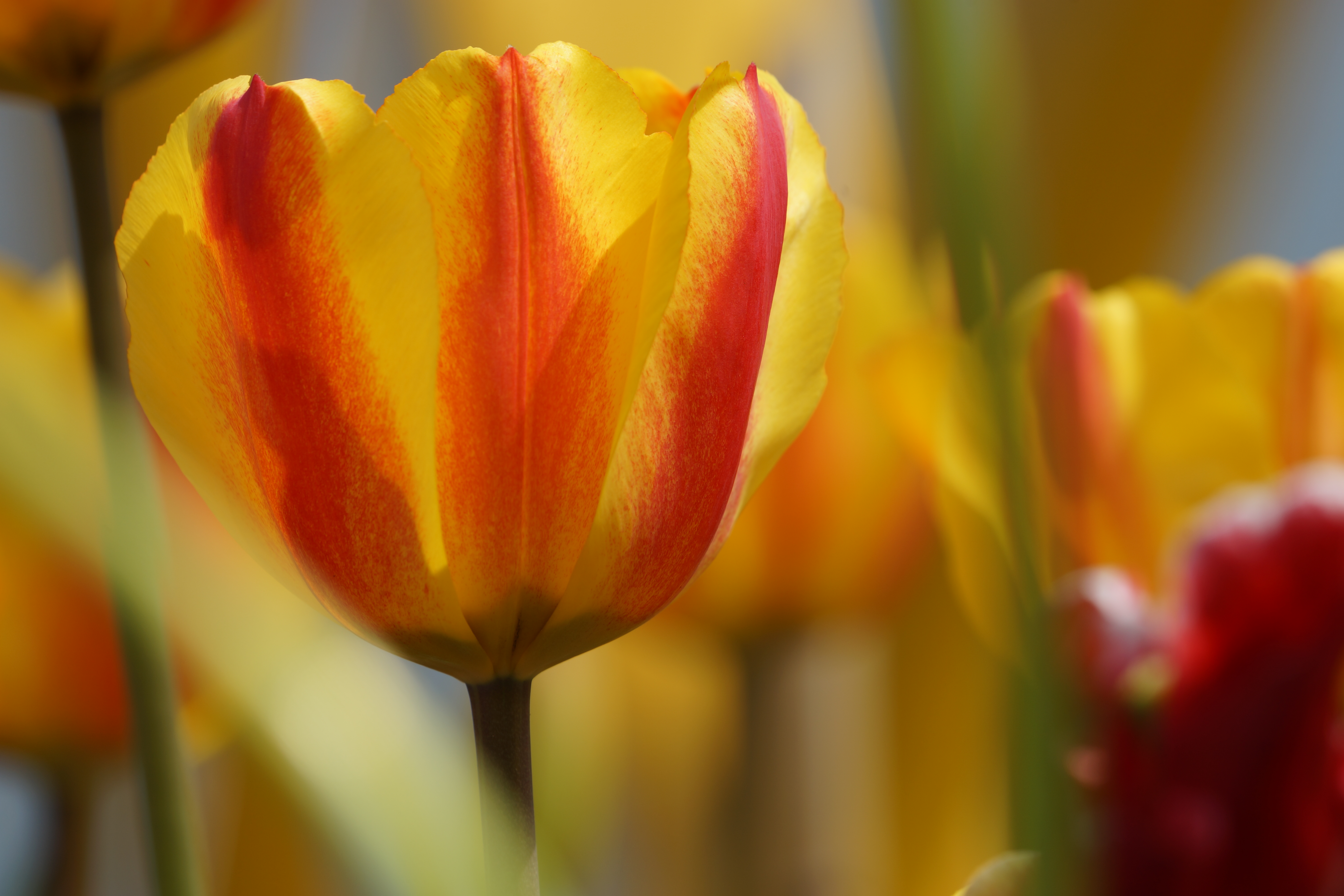 α99 / 70-400mm F4-5.6 G SSM II / 約3.8MB / 6,000×4,000 / 1/200秒 / F10 / 0EV / ISO100 / 絞り優先AE / WB：オート / 400mm