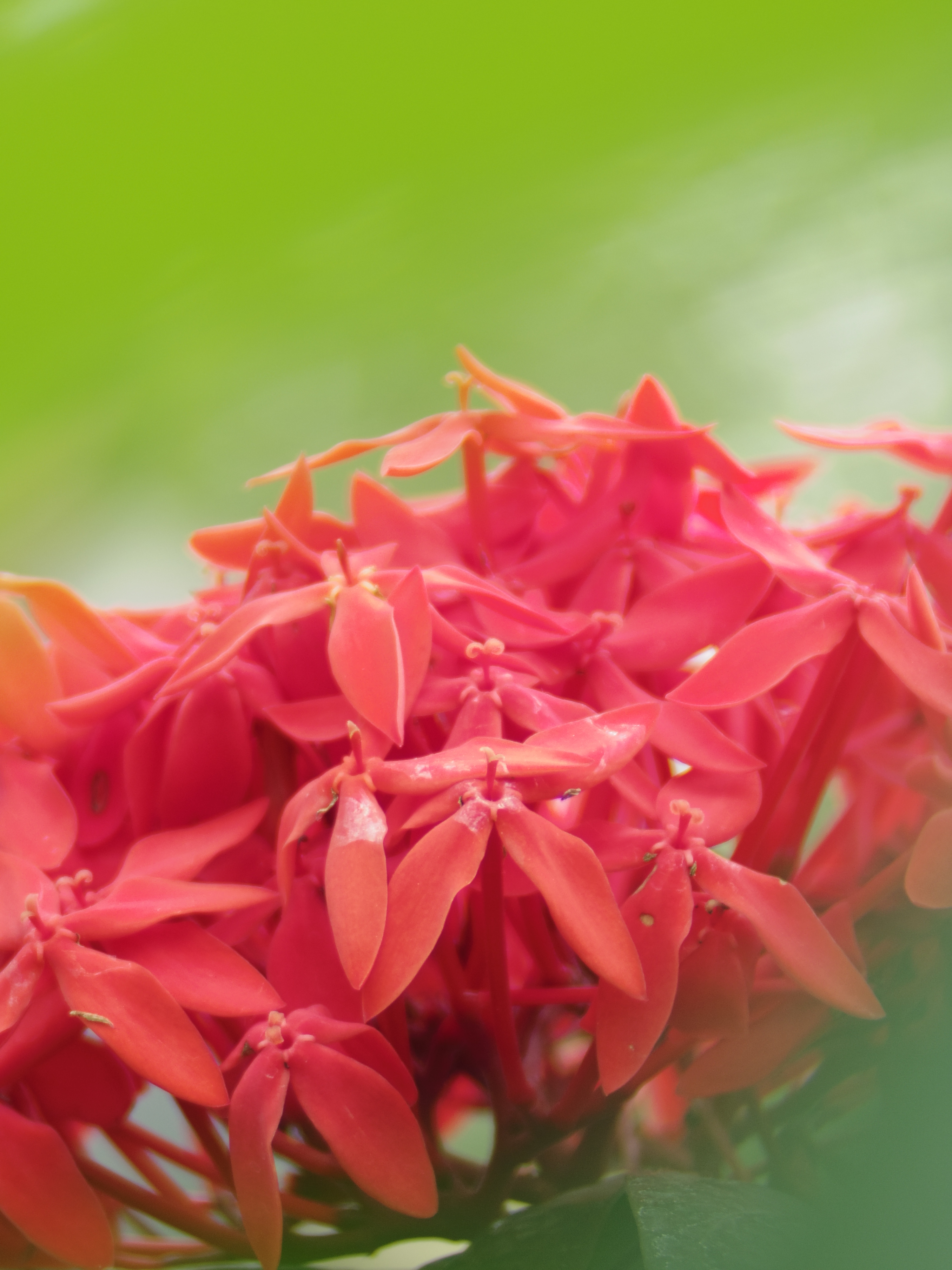 かなり遠くに咲いていたので、手前の葉がちょうどいい前ボケになりました。PENTAX Q10 / DA 40mm F2.8 XS / 約2.6MB / 4,000×3,000 / 1/80秒 / 絞り目盛り：0 / +1EV / ISO100 / 絞り優先AE / WB：オート / 40mm