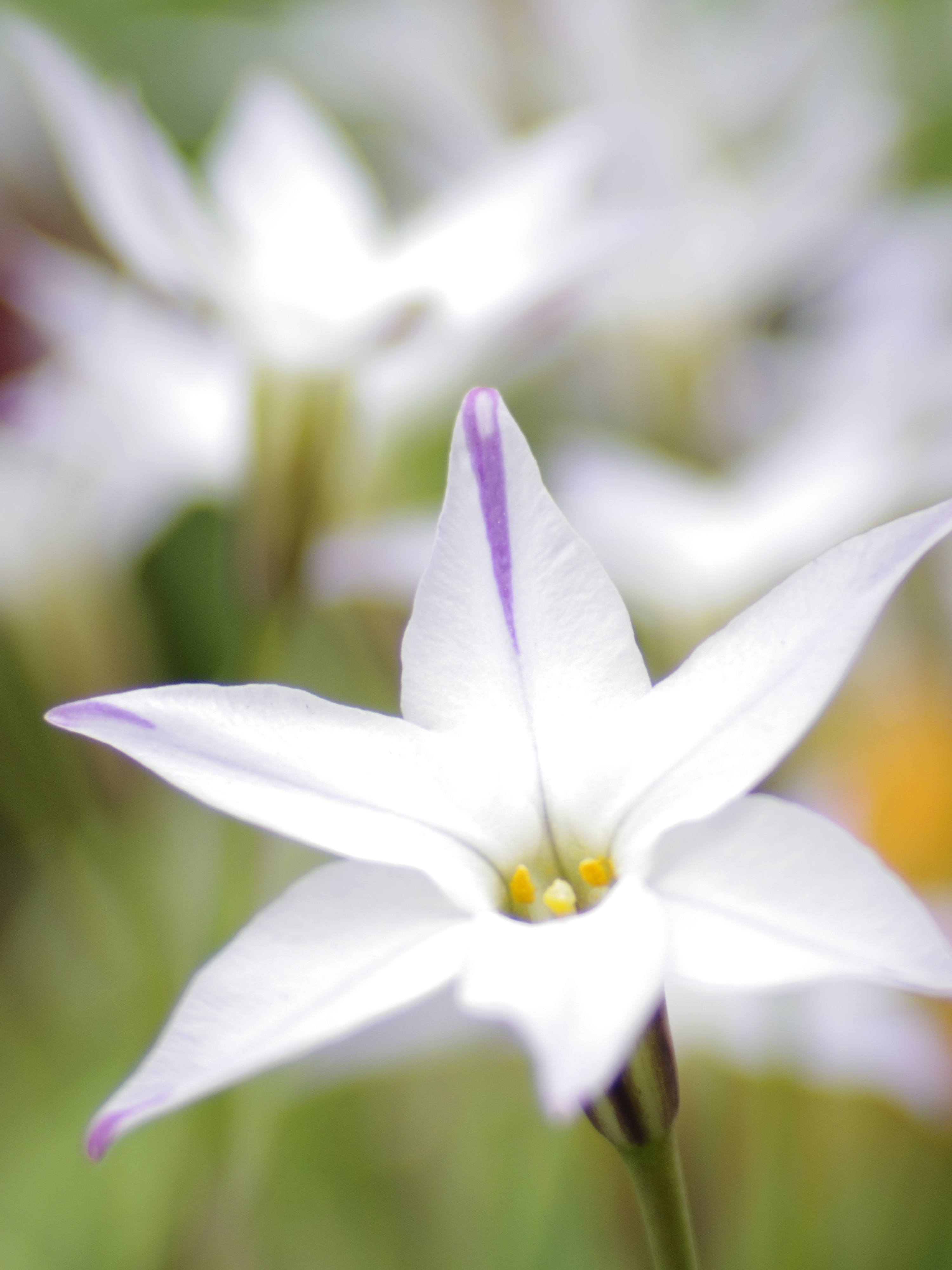 お散歩撮影らしく足元の名も知らぬ花を……。PENTAX Q10 / DA 40mm F2.8 XS / 約2.1MB / 4,000×3,000 / 1/1000秒 / 絞り目盛り：0 / 0EV / ISO200 / 絞り優先AE / WB：オート / 40mm