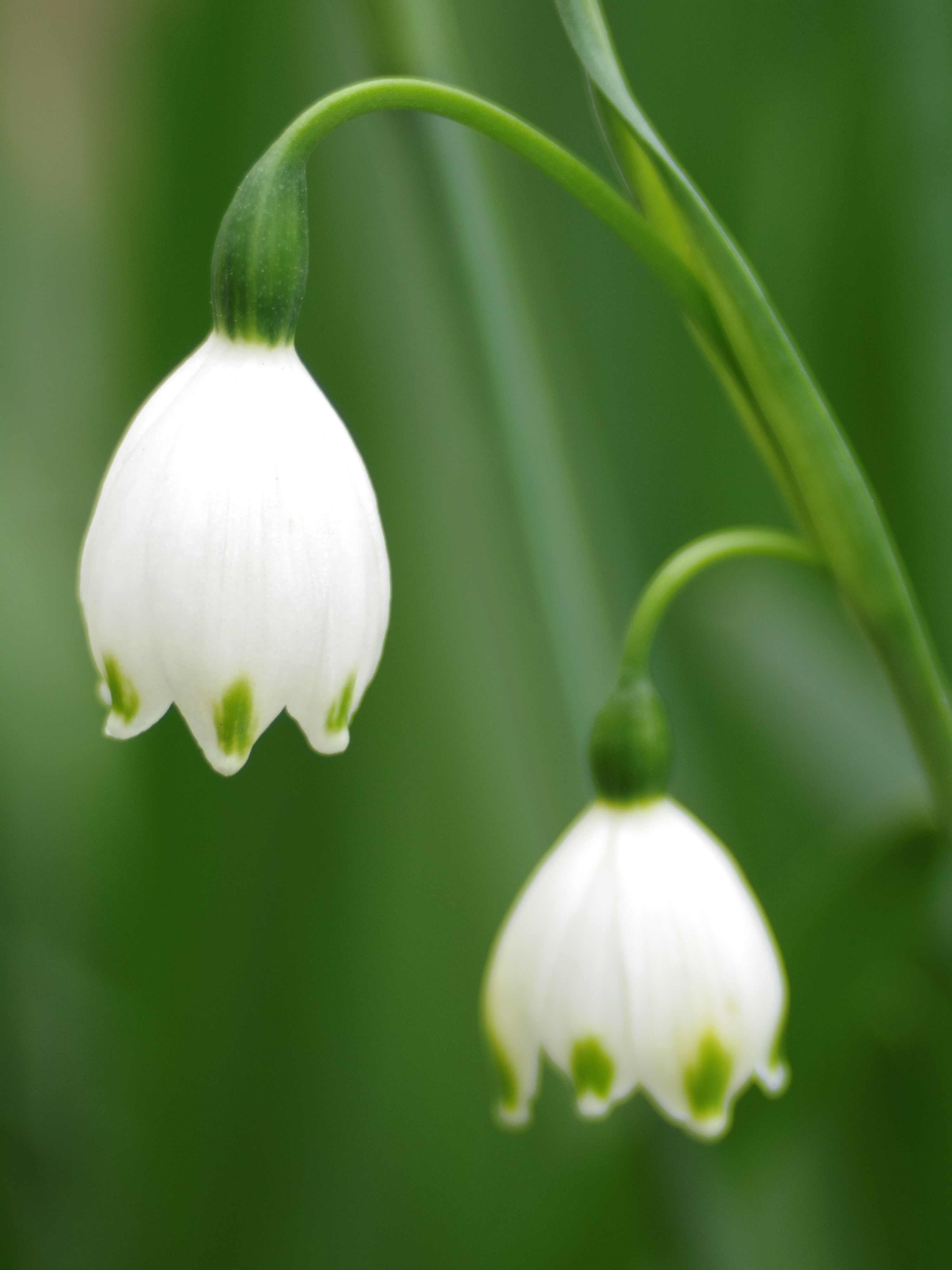 色数が少ないこんな画だとピントの浅さをあらためて感じます。PENTAX Q10 / DA 40mm F2.8 XS / 約2.9MB / 4,000×3,000 / 1/320秒 / 絞り目盛り：0 / 0EV / ISO100 / 絞り優先AE / WB：オート / 40mm