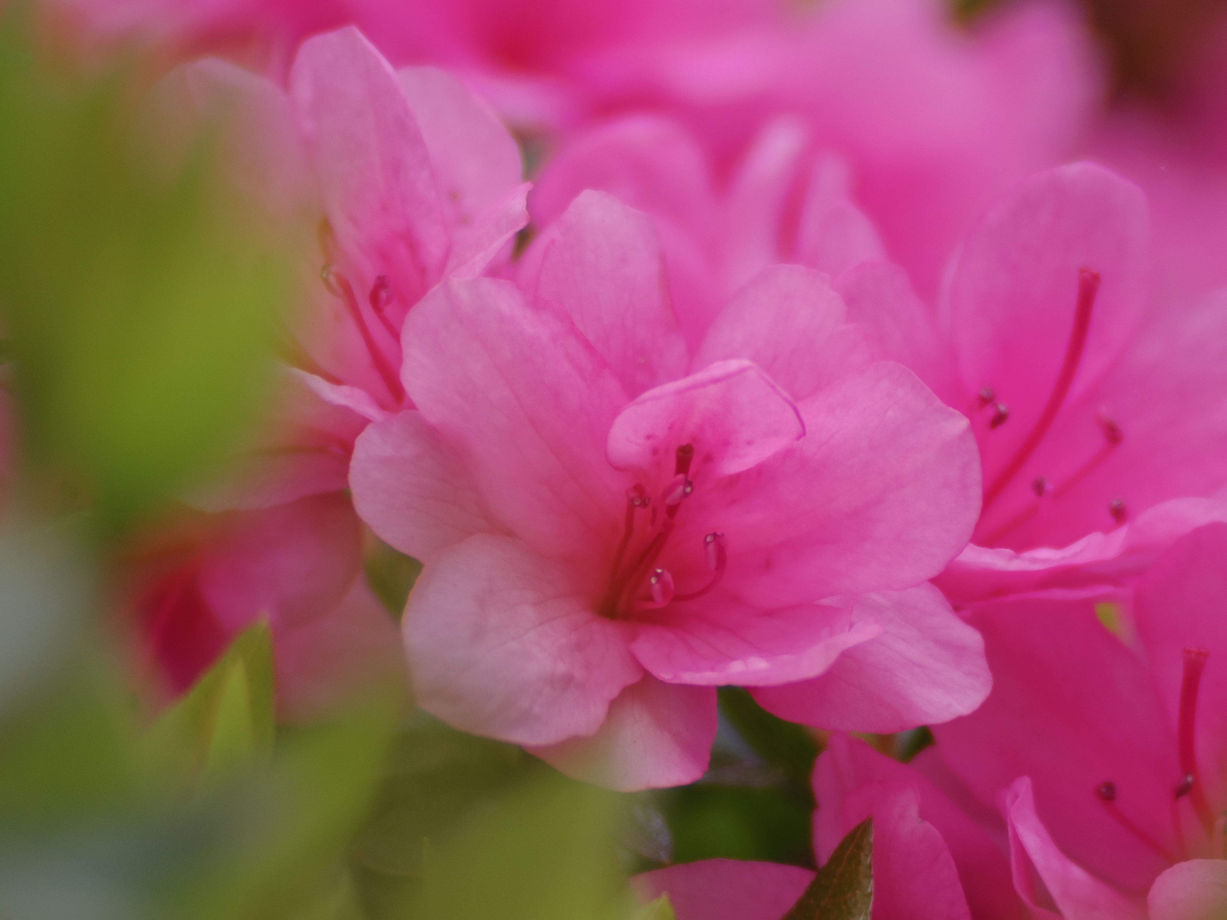 手前の花は枯れかかっていたので、比較的元気な群生の中央付近の花を狙いました。PENTAX Q10 / DA 40mm F2.8 XS / 約2.7MB / 4,000×3,000 / 1/1,000秒 / 絞り目盛り：0 / 0EV / ISO100 / 絞り優先AE / WB：オート / 40mm