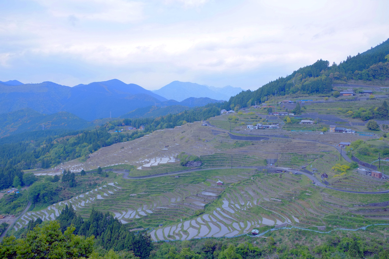 丸山千枚田は、1601年（慶長6年）には2,240枚の田があったという記録も残されていますが、昭和50年以降の過疎・高齢化により530枚まで減少。地元住民の方が「後世に素晴らしい景観と農耕文化を残そう」と、平成5年に丸山千枚田保存会が結成され、結成後5年間で810枚の復元に成功し、田は1,430枚まで増えたそうです。