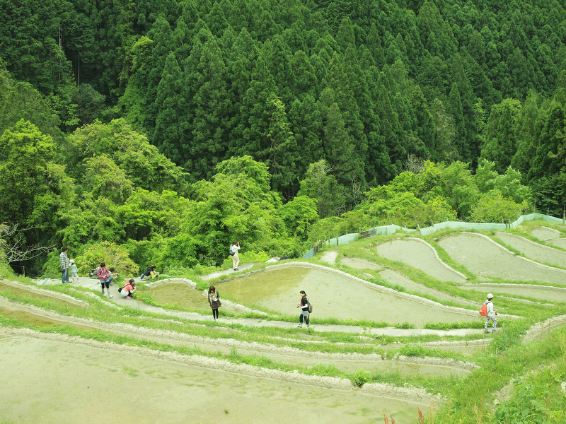 丸山千枚田の保全活動として、1996年からオーナー制度を導入。年会費3万円で田のオーナーになることができます。そんな美しい棚田に降りて、花を使って前ボケを作ってみたり、望遠レンズで一部分を切り取ってみたり、フィルター効果の「ジオラマ」を使っていたりと思い思いの方法で撮影していました。