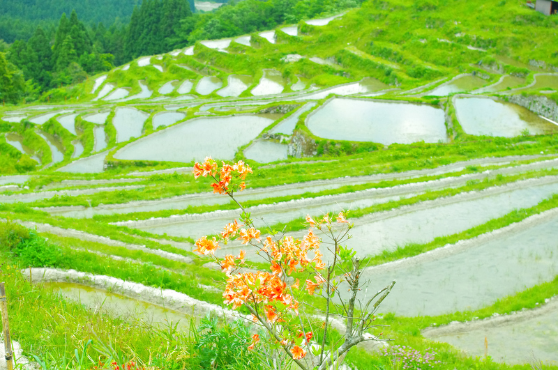 タイトル：春　撮影者：k-koさん　カメラ歴：2年　使用カメラ：PENTAX K-r