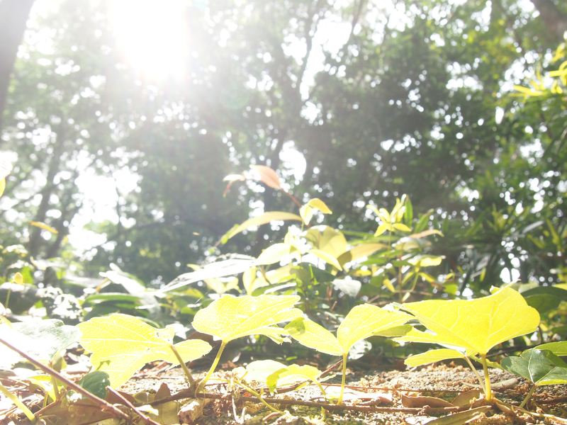 タイトル：ひかり、かげ　撮影者：くみこさん　カメラ歴：5年　使用カメラ：OLYMPUS PEN Lite E-PL3