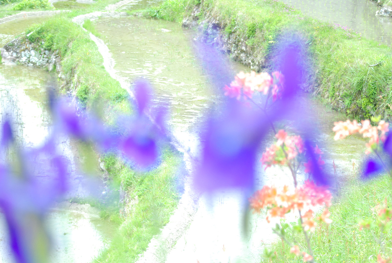 タイトル：とろとろくまの　撮影者：hiroeさん　カメラ歴：5年　使用カメラ：ニコンD60