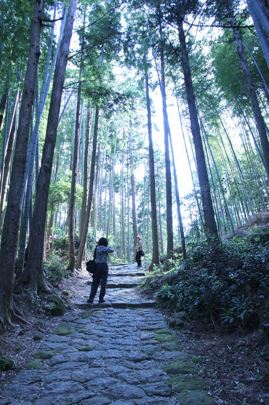 タイトル：はやしのなかで　撮影者：ひとみんさん　カメラ歴：2年　使用カメラ：キヤノンEOS 60D