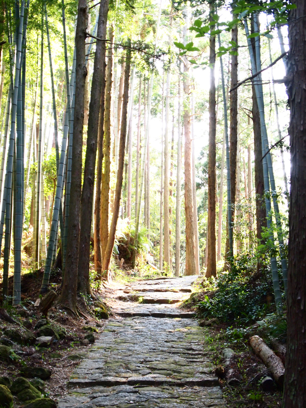 タイトル：光の指す道　撮影者：ちよさん　カメラ歴：2年　使用カメラ：OLYMPUS PEN Lite E-PL1