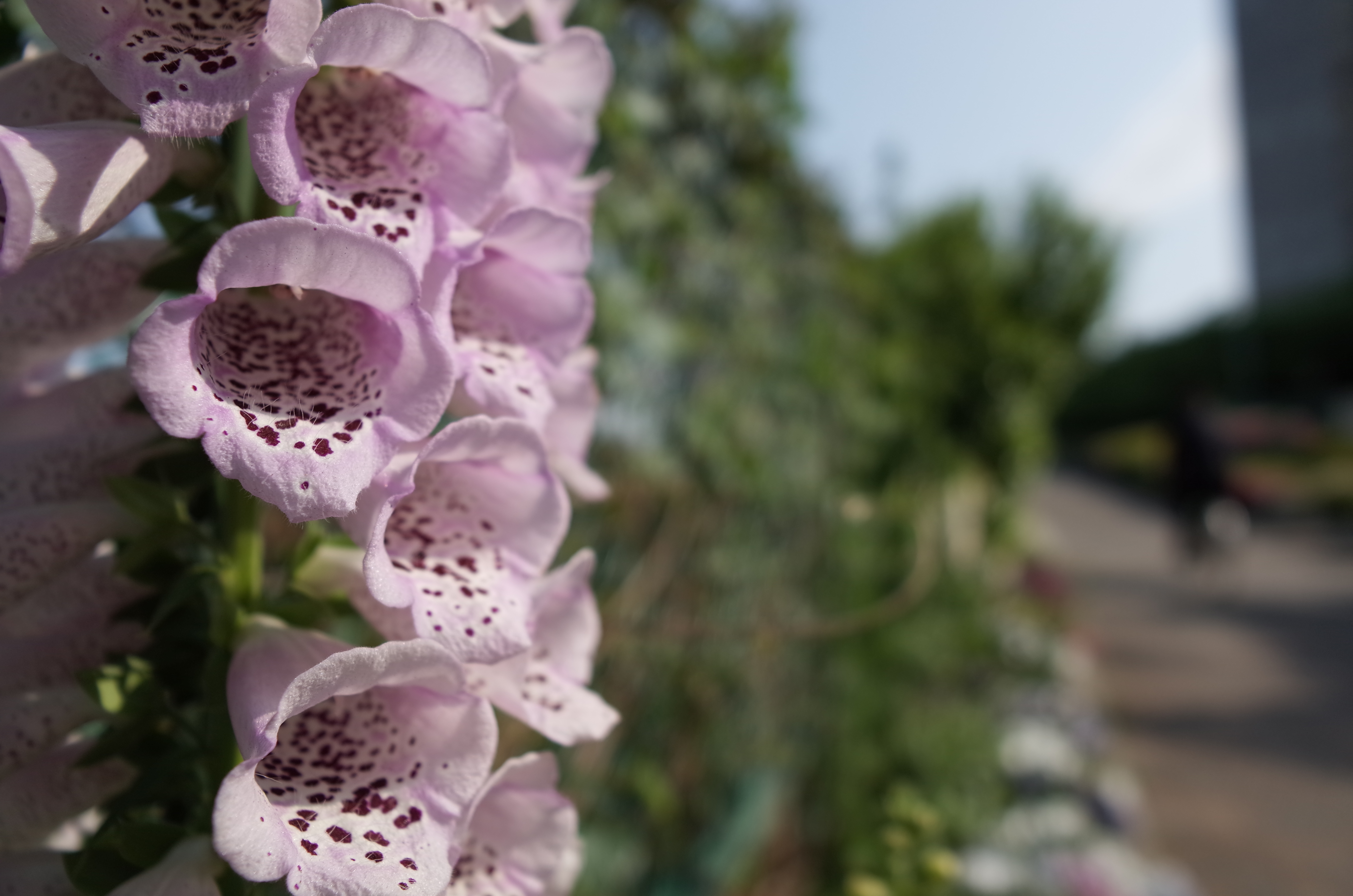 GR / 約4.7MB / 4,928×3,264 / 1/1,500秒 / F2.8 / 0EV / ISO100 / 13.7mm