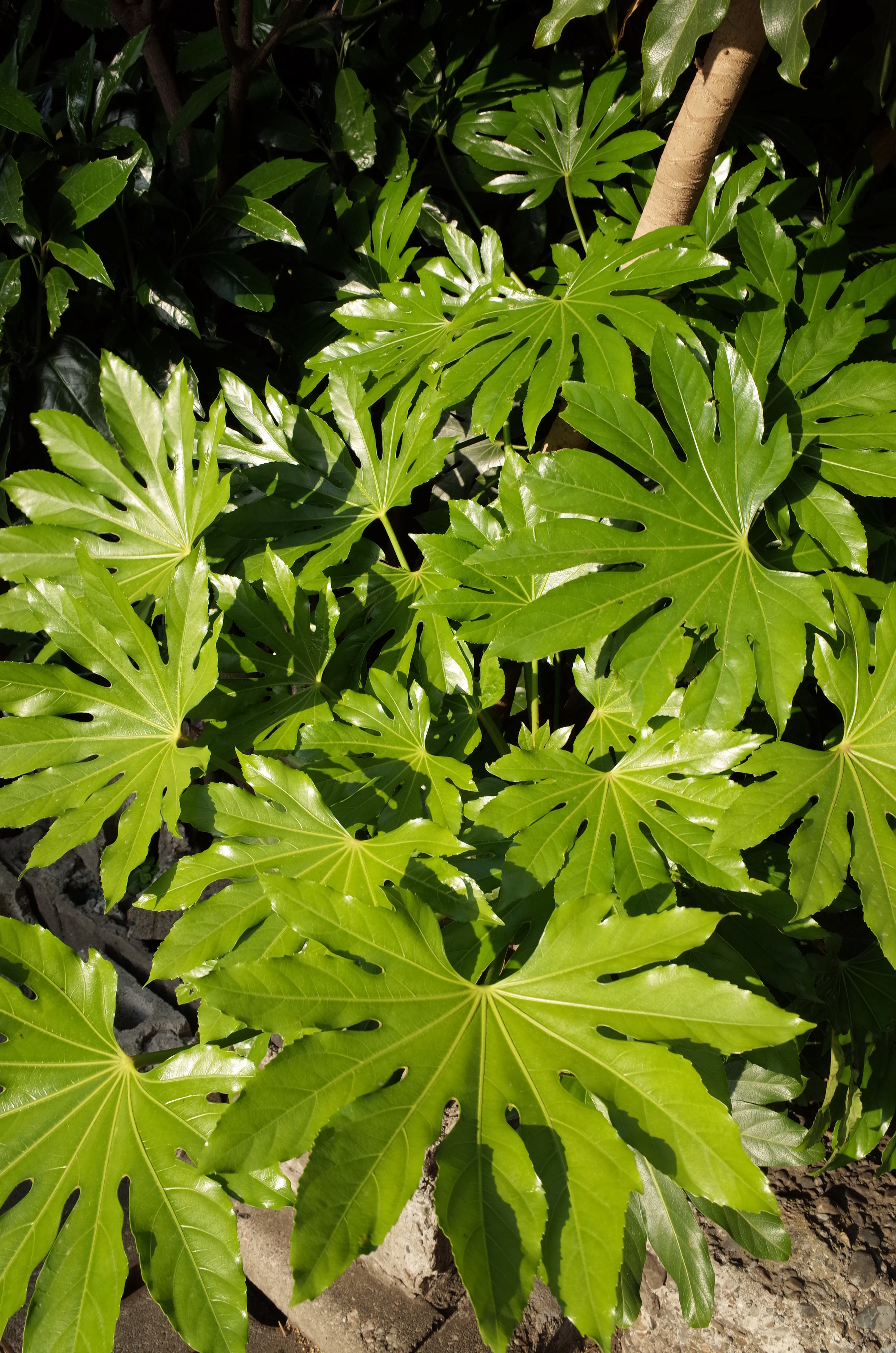 GR / 約6.2MB / 3,264×4,928 / 1/60秒 / F8 / 0EV / ISO100 / 18.3mm