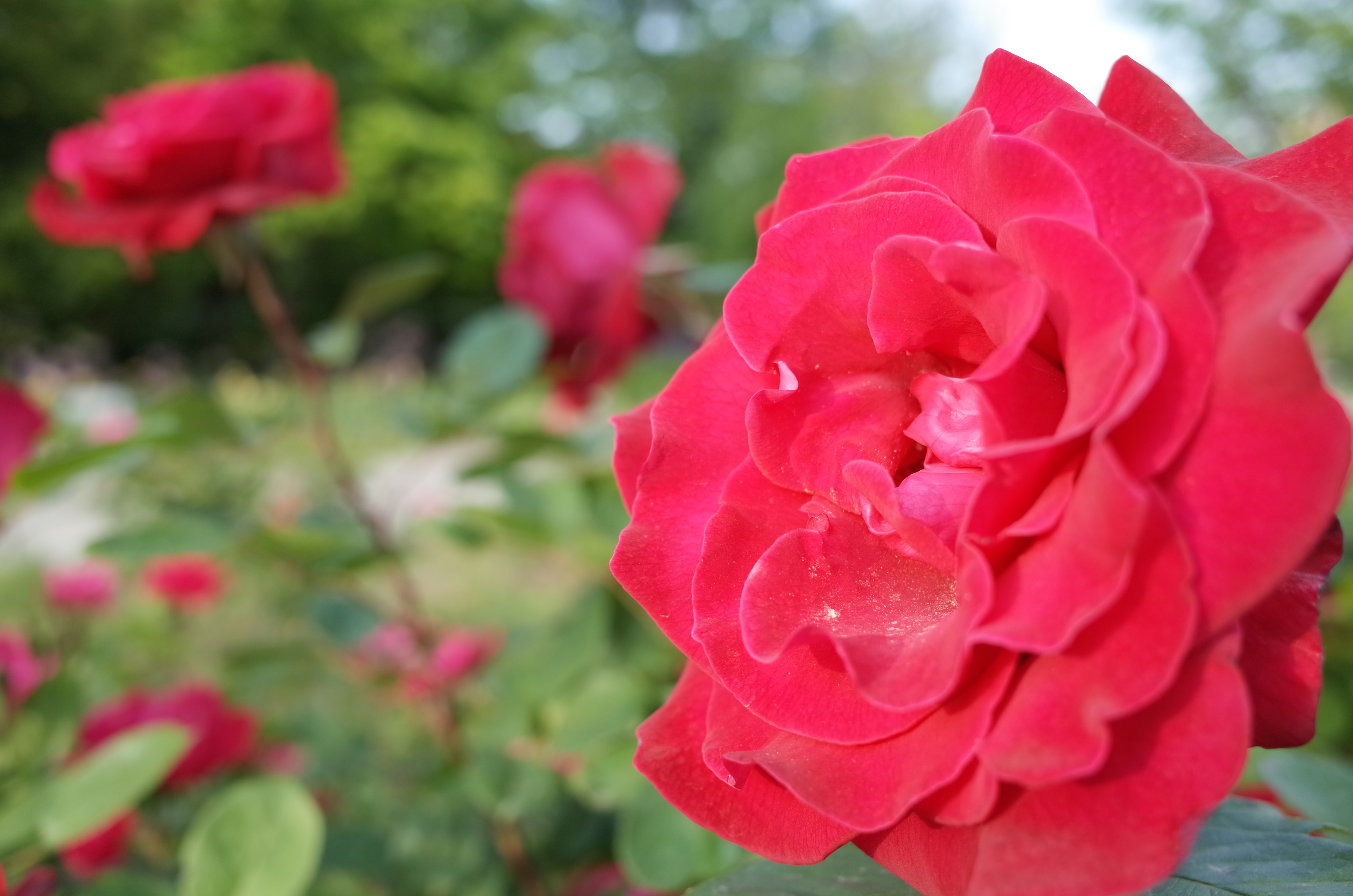 GR / 約5MB / 4,928×3,264 / 1/125秒 / F2.8 / 0EV / ISO100 / 18.3mm