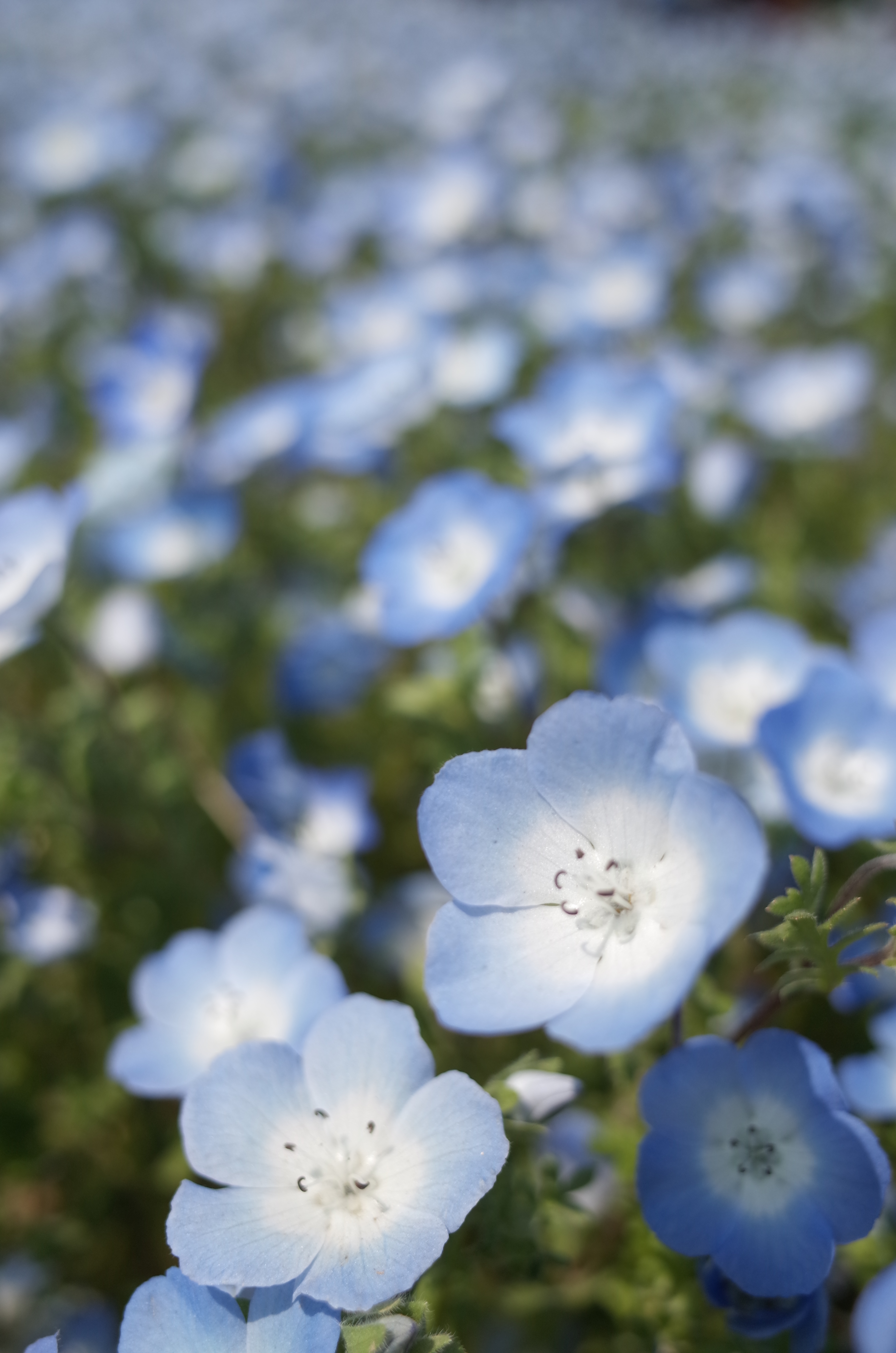 GR / 約4.4MB / 3,264×4,928 / 1/500秒 / F2.8 / +0.7EV / ISO100 / 18.3mm