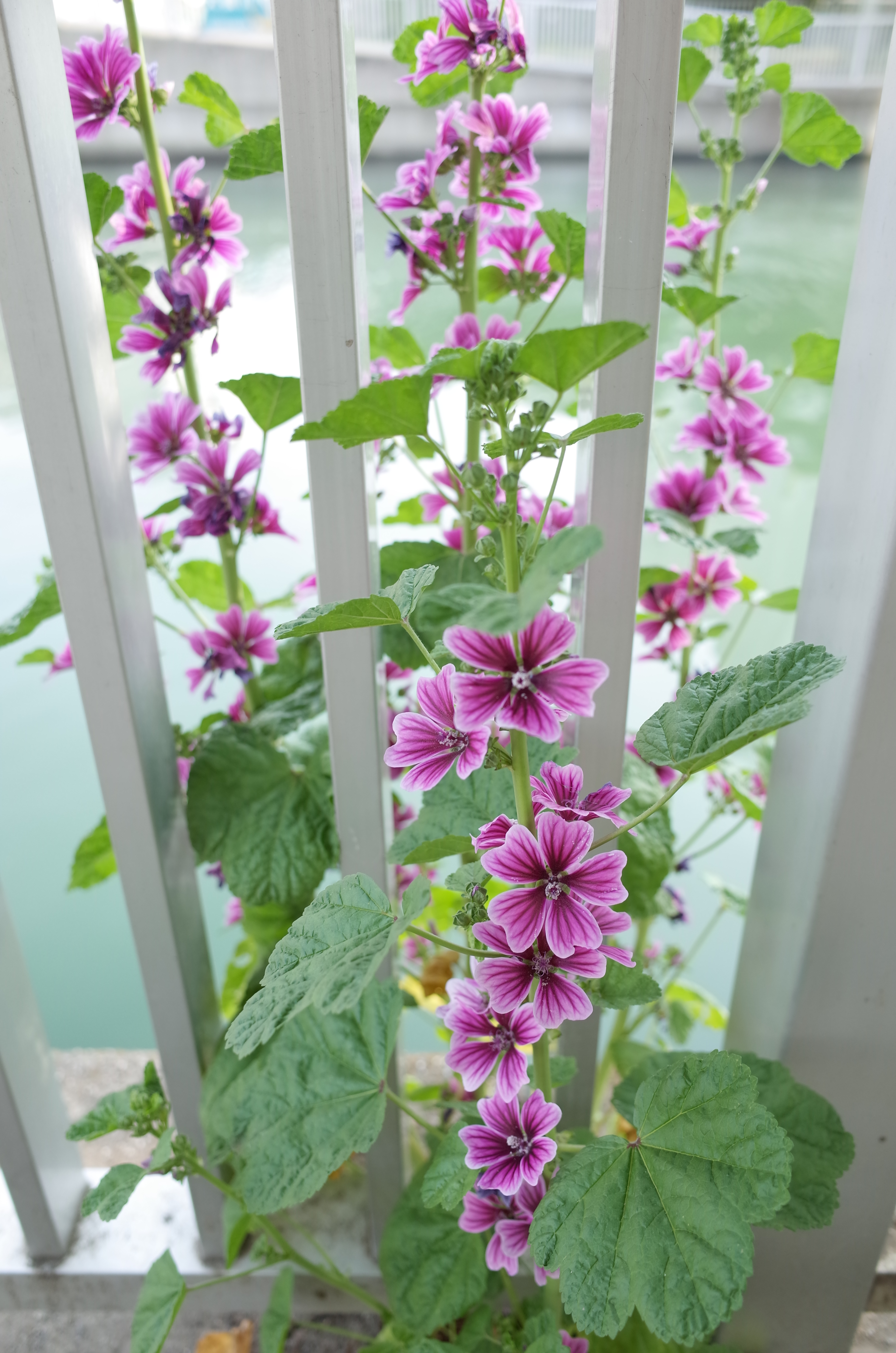 GR / 約5MB / 3,264×4,928 / 1/60秒 / F2.8 / +1EV / ISO100 / 18.3mm