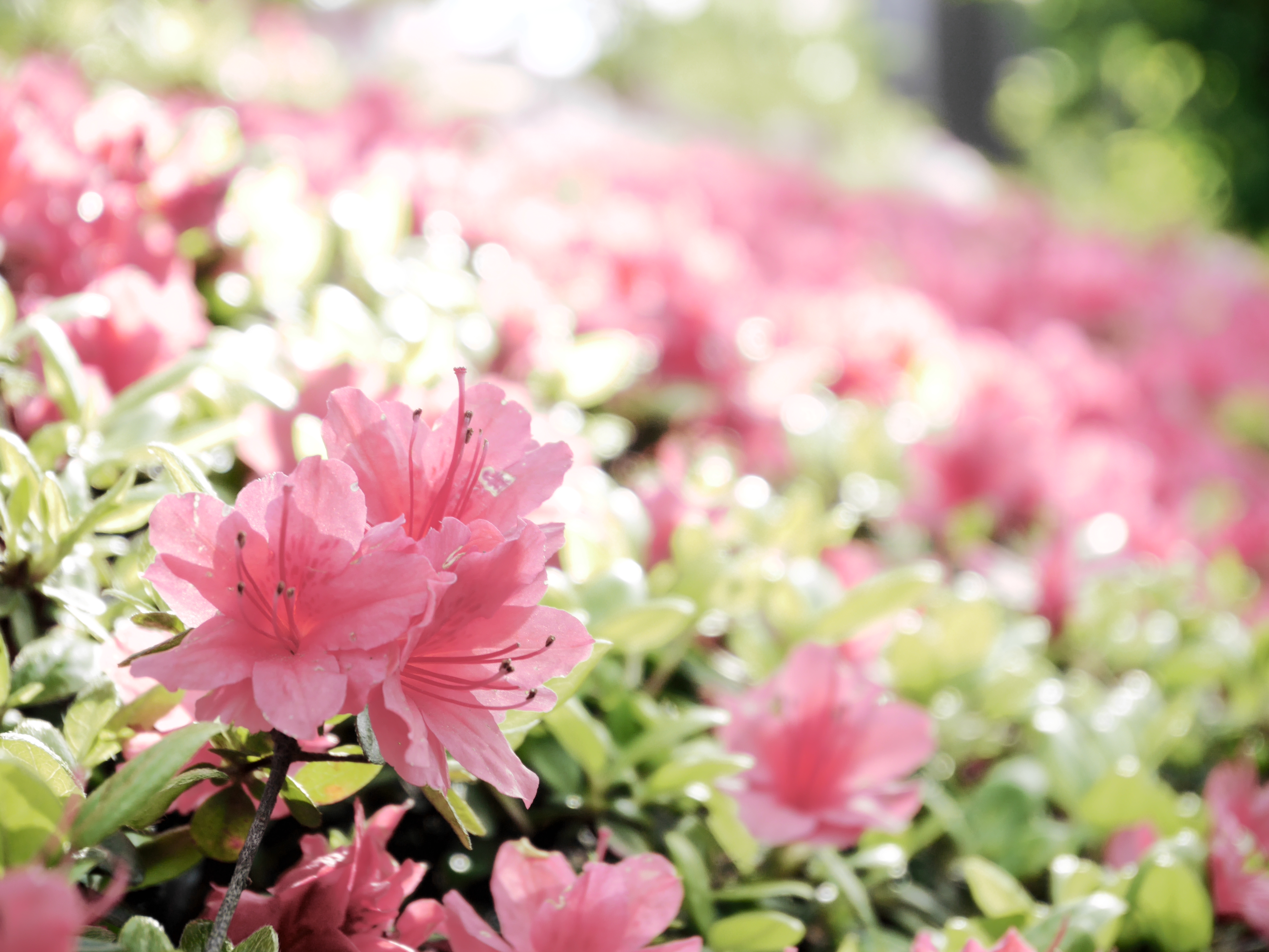 【ブリーチバイパス】高コントラストでくっきりとした、でも彩度の低い渋いムードです