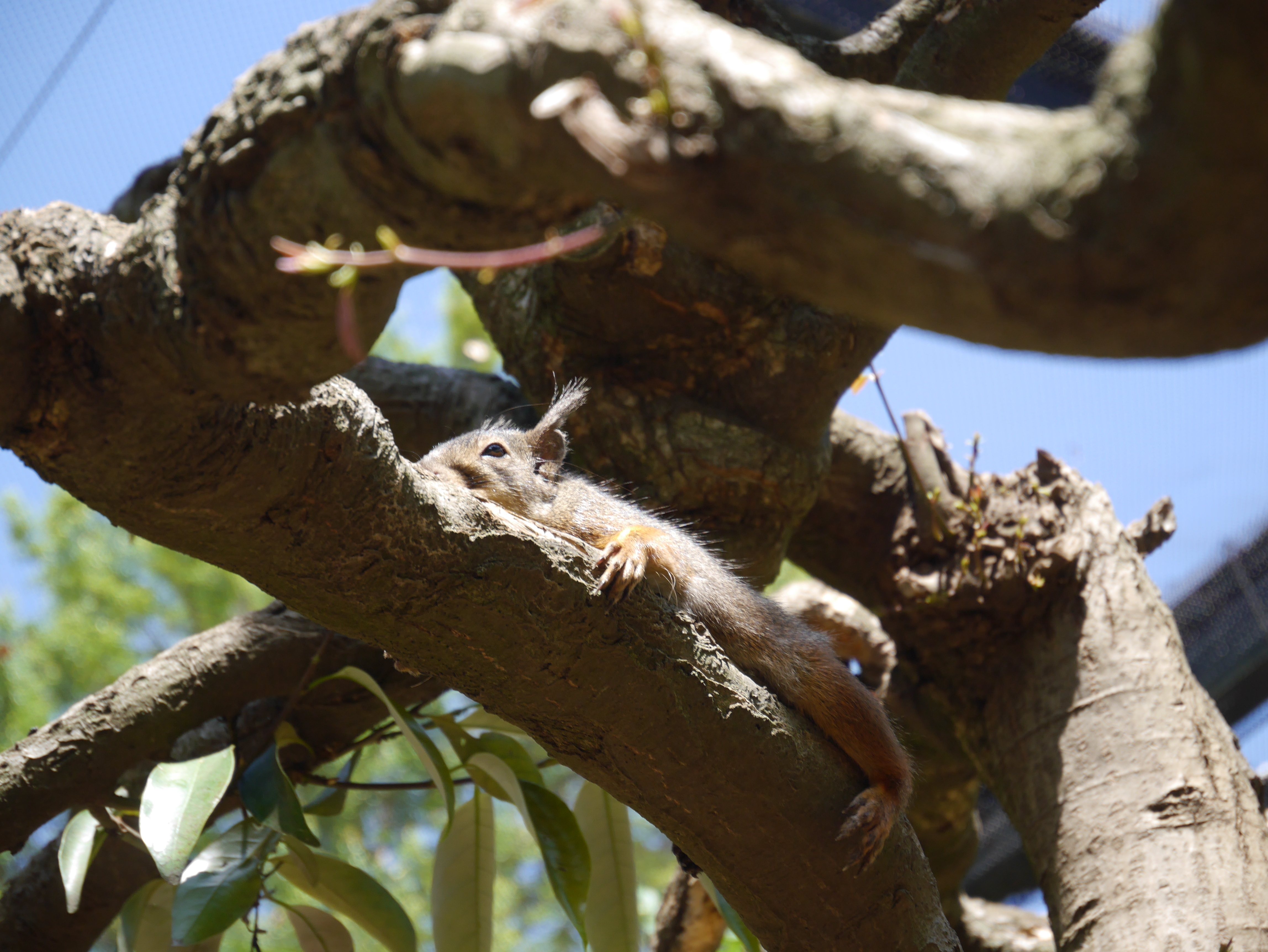 オリジナル画像