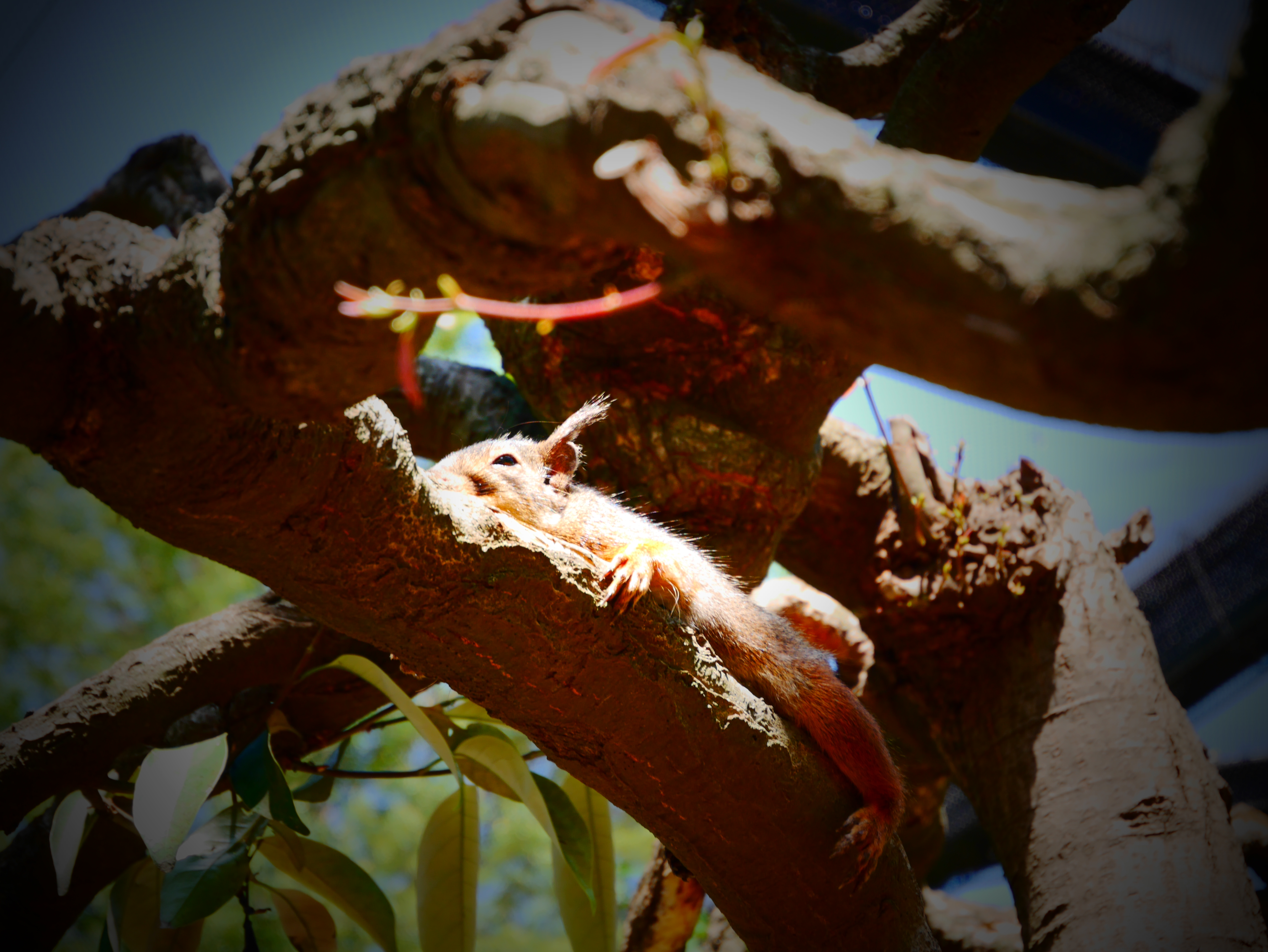 【トイポップ】トイフォトよりも赤味がかった色味になりました。カラフルな被写体ならもっと元気なイメージになるでしょう