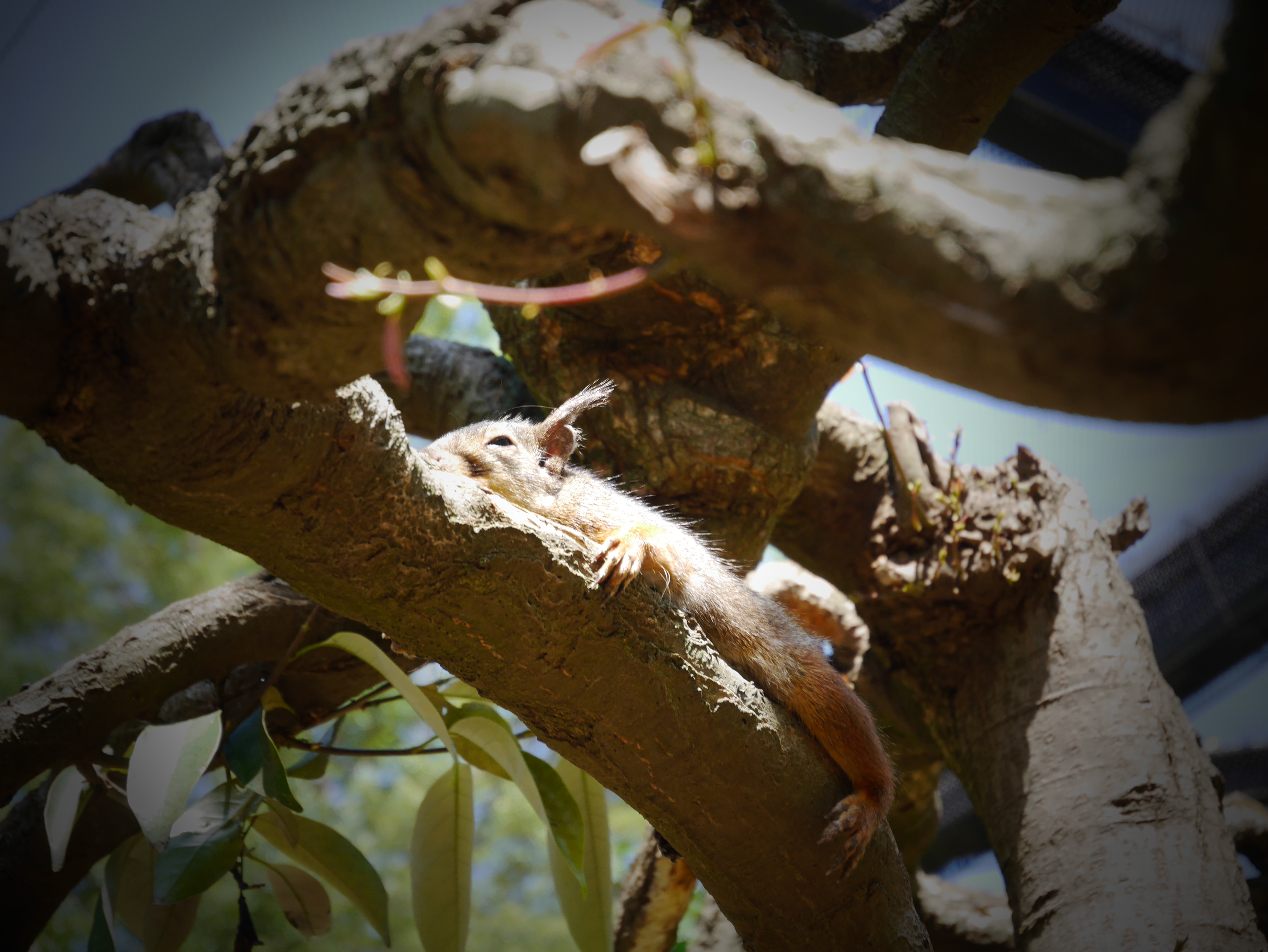 【トイフォト】こちらは従来からある効果で、周辺光量が落ちるトイカメラで撮ったような風合いになるフィルターです