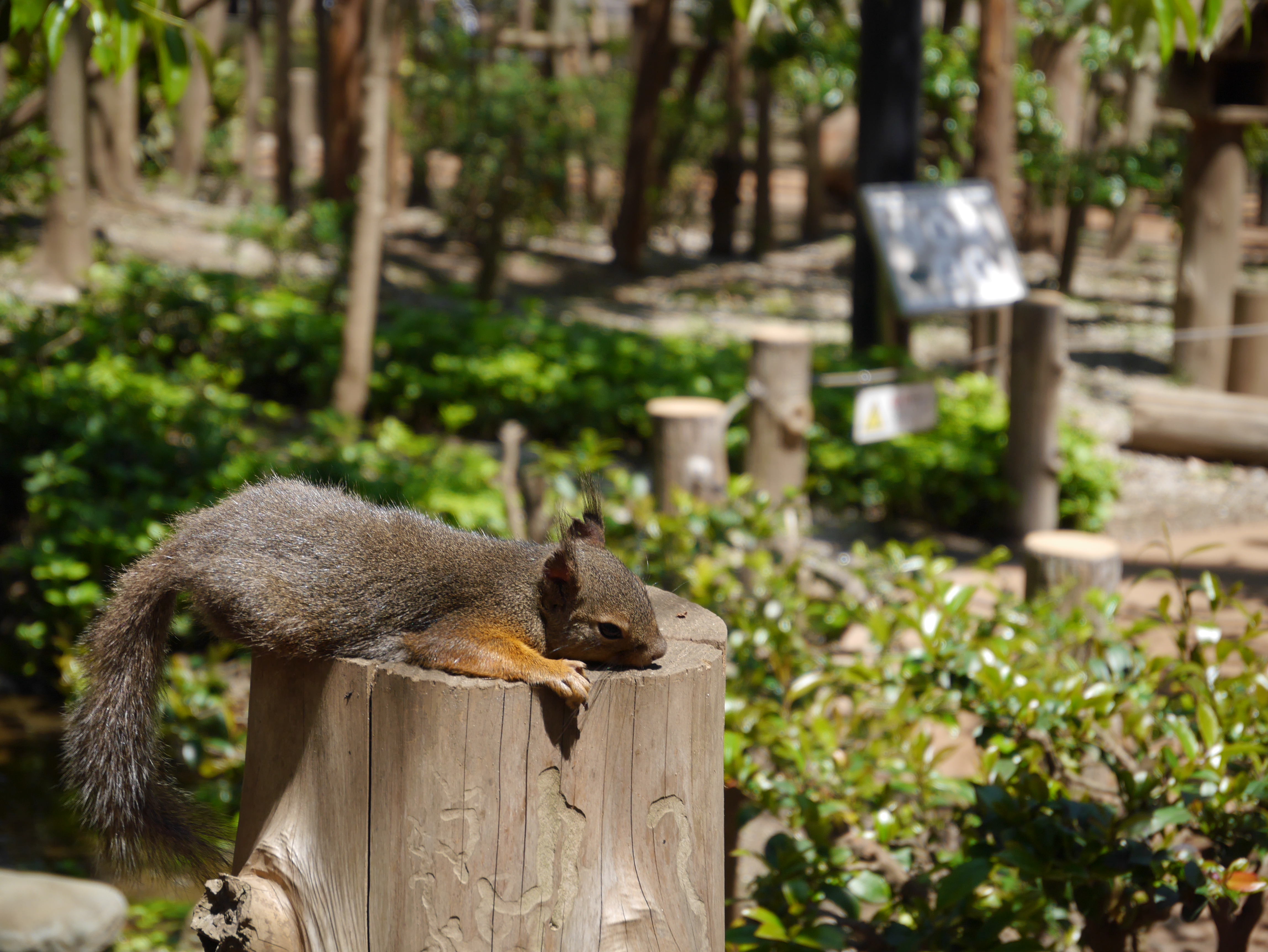 とっさのシャッターチャンスに強いことは、普段使いするミラーレス機の絶対条件でしょう。DMC-GF6 / LUMIX G X VARIO PZ 14-42mm F3.5-5.6 ASPH. POWER O.I.S. / 約7.6MB / 4,592×3,448 / 1/320秒 / F5.6 / 0EV / ISO160 / 42mm