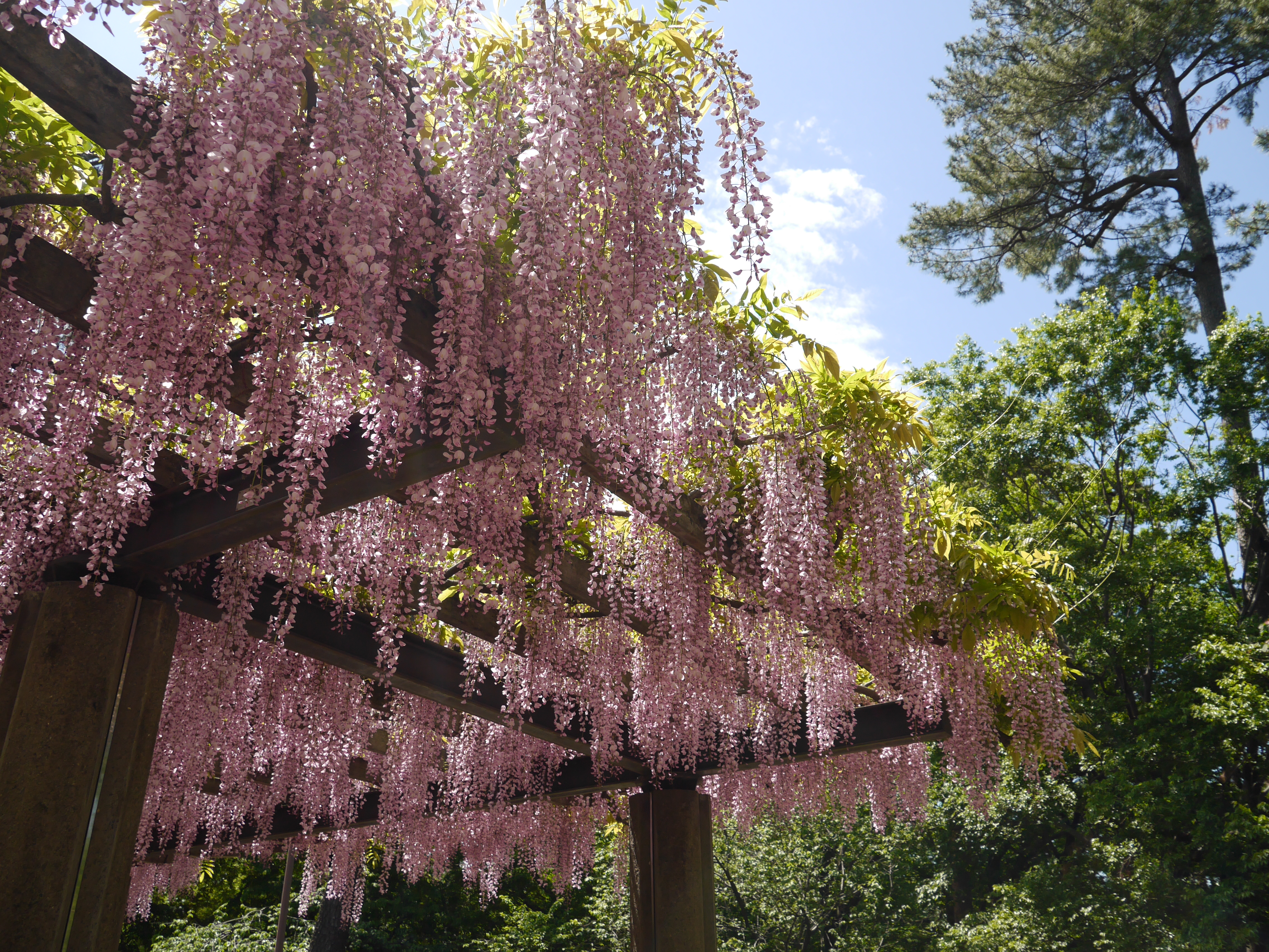強い日差しの元でも藤の花の色合いは壊れずに再現されました。DMC-GF6 / LUMIX G X VARIO PZ 14-42mm F3.5-5.6 ASPH. POWER O.I.S. / 約8.8MB / 4,592×3,448 / 1/400秒 / F5.6 / 0EV / ISO160 / 14mm