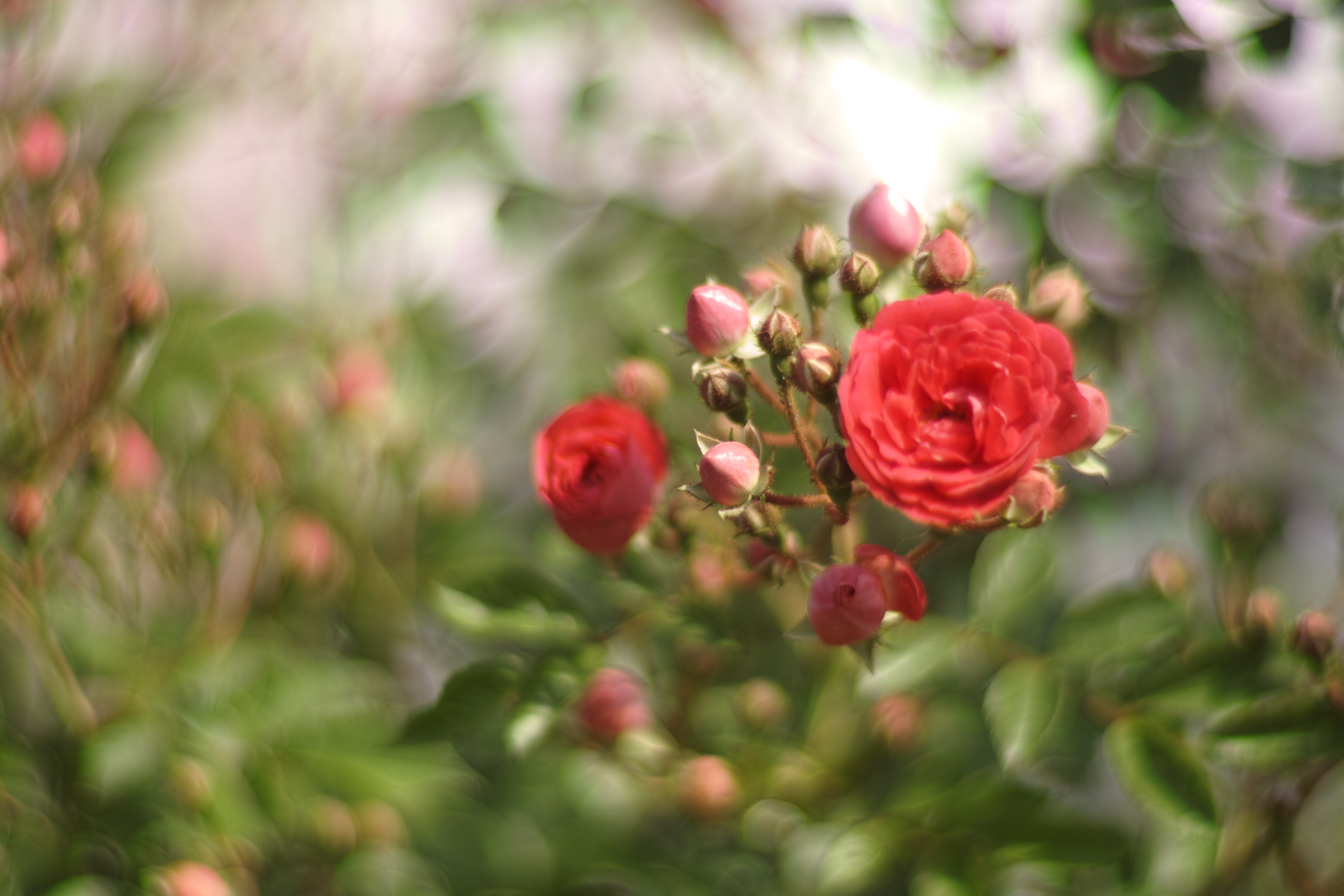 SD1 Merrill / Helios 85mm F1.5 / 約5.8MB / 4,704×3,136 / 1/1,250秒 / F1.5 / 0EV / ISO100 / 絞り優先AE / WB：晴れ / 85mm