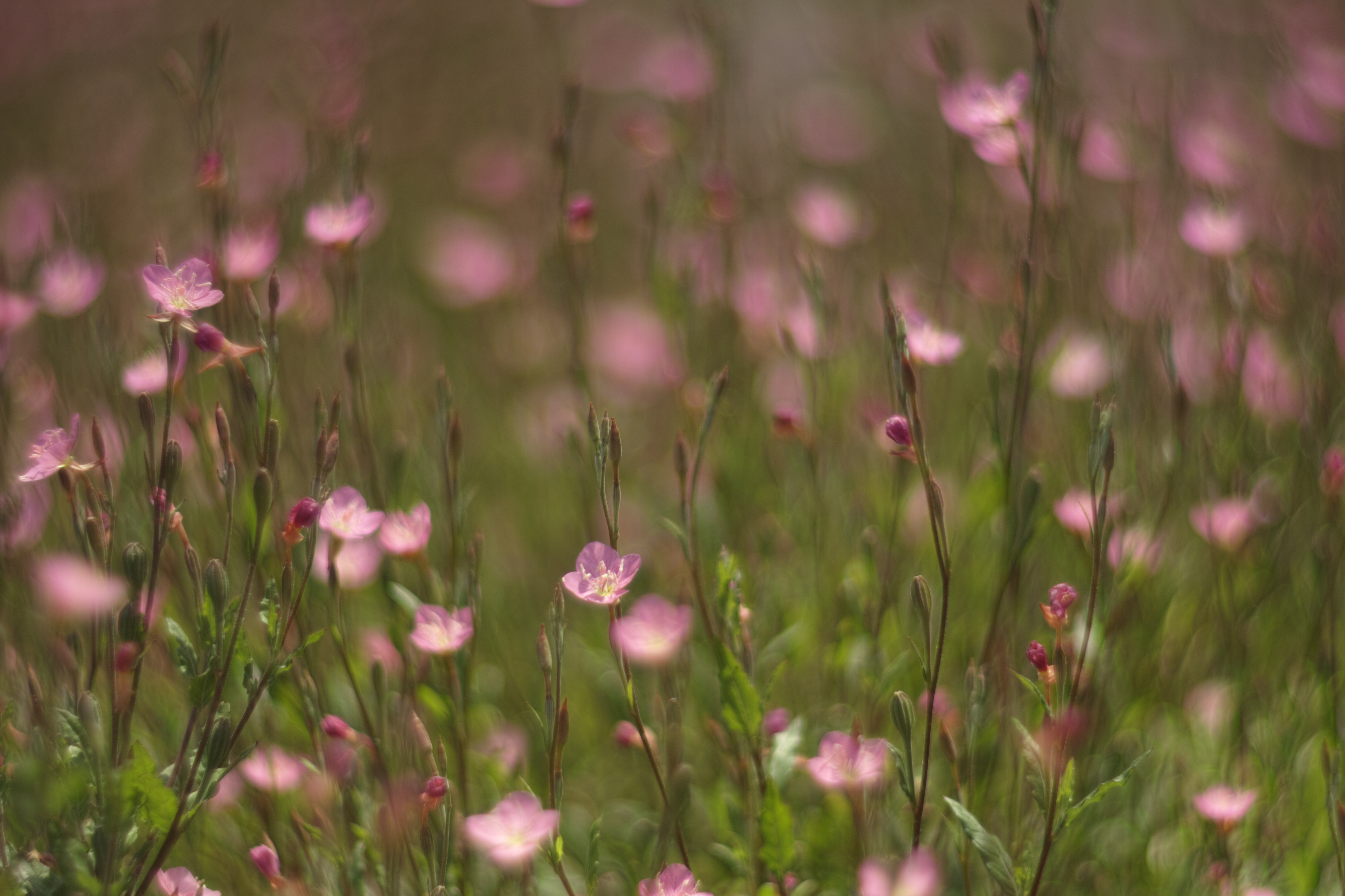 SD1 Merrill / Helios 85mm F1.5 / 約7.5MB / 4,704×3,136 / 1/4,000秒 / F1.5 / 0EV / ISO100 / 絞り優先AE / WB：晴れ / 85mm