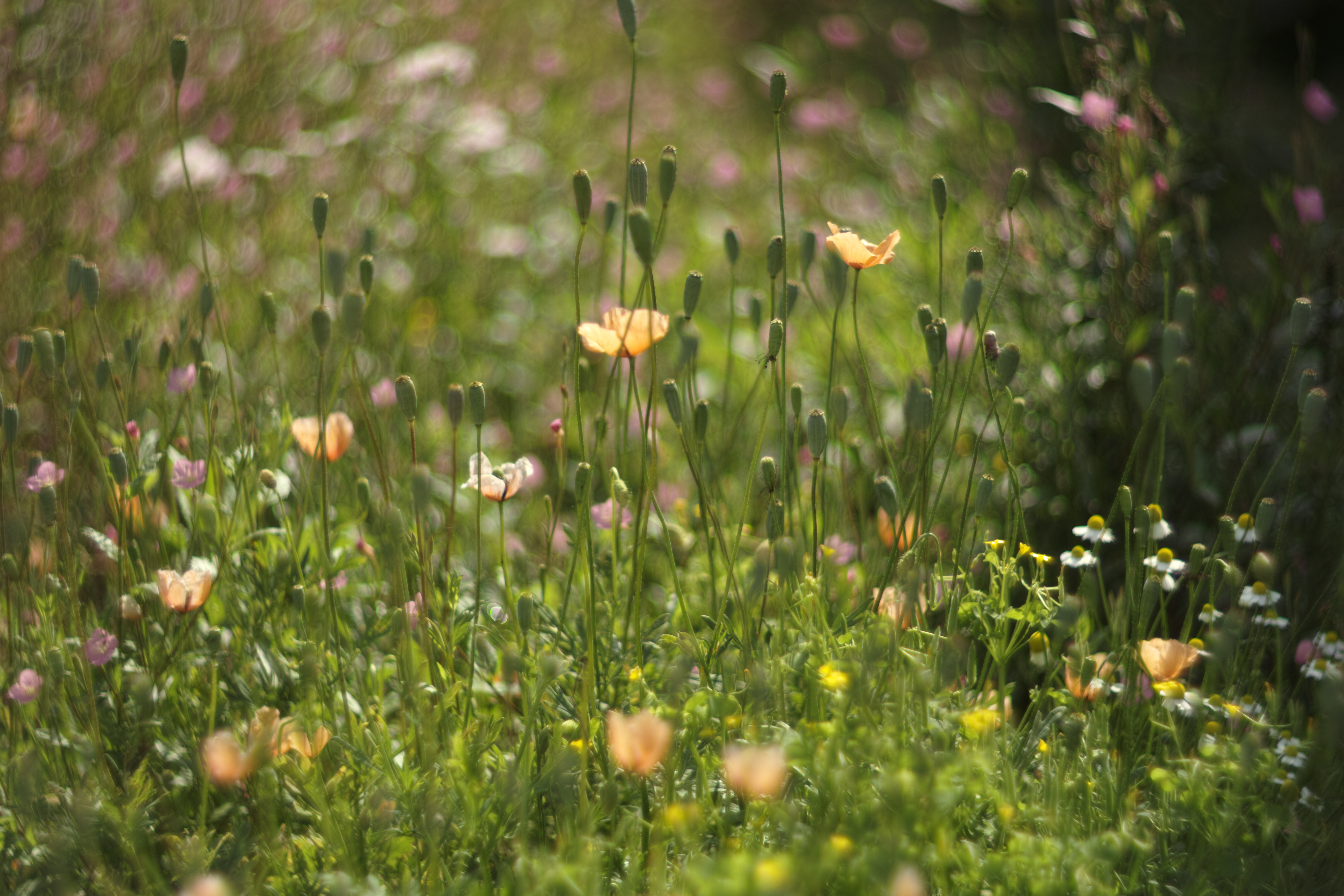 SD1 Merrill / Helios 85mm F1.5 / 約9.2MB / 4,704×3,136 / 1/2,000秒 / F1.5 / 0EV / ISO100 / 絞り優先AE / WB：晴れ / 85mm