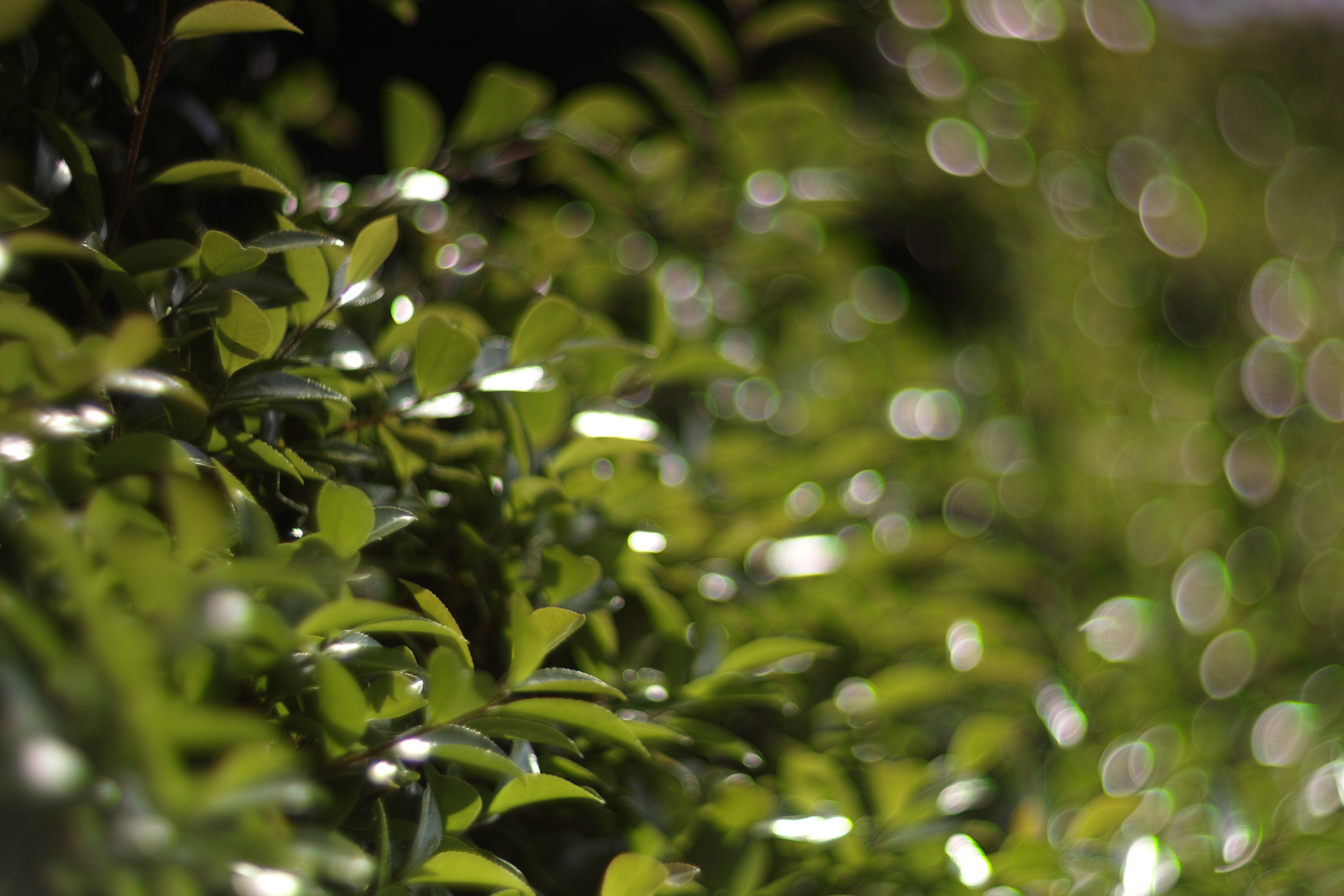 SD1 Merrill / Helios 85mm F1.5 / 約8.1MB / 4,704×3,136 / 1/5,000秒 / F1.5 / 0EV / ISO100 / 絞り優先AE / WB：カスタム / 85mm