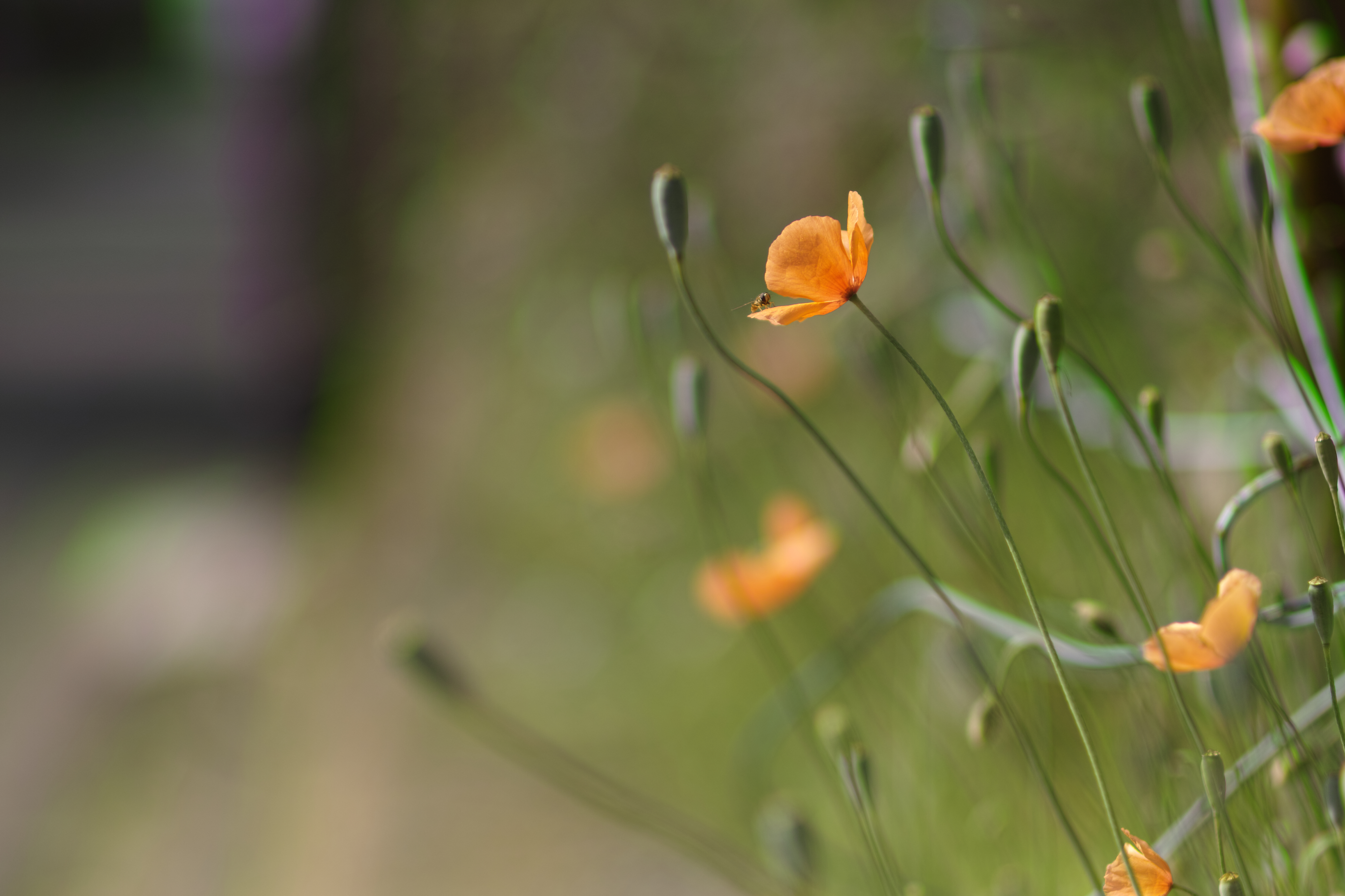 SD1 Merrill / 85mm F1.4 EX DG HSM / 約6.2MB / 4,704×3,136 / 1/4,000秒 / F1.4 / 0EV / ISO100 / 絞り優先AE / WB：カスタム / 85mm