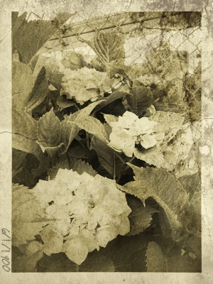 フォトアプリガイド:TimeCamera for iPhone(iOS) - デジカメ Watch Watch