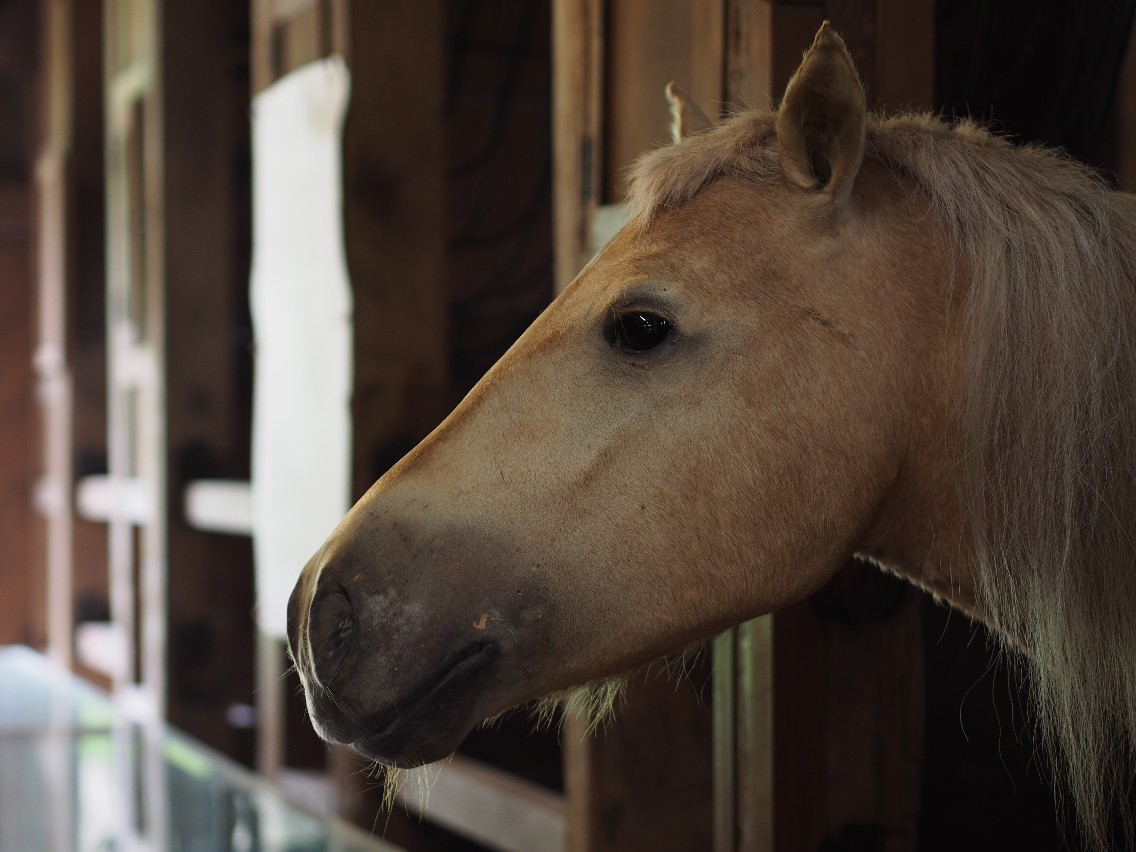 これも45mmの絞り開放。実売3万円を切るお手ごろ単焦点だが、写りはいい。買わなきゃ損と言っていいレンズ。E-PL6 / M.ZUIKO DIGITAL 45mm F1.8 / 4,608×3,456 / プログラムAE / 1/80秒 / F1.8 / -0.7EV / ISO200 / WB：オート / 45mm（90mm相当）