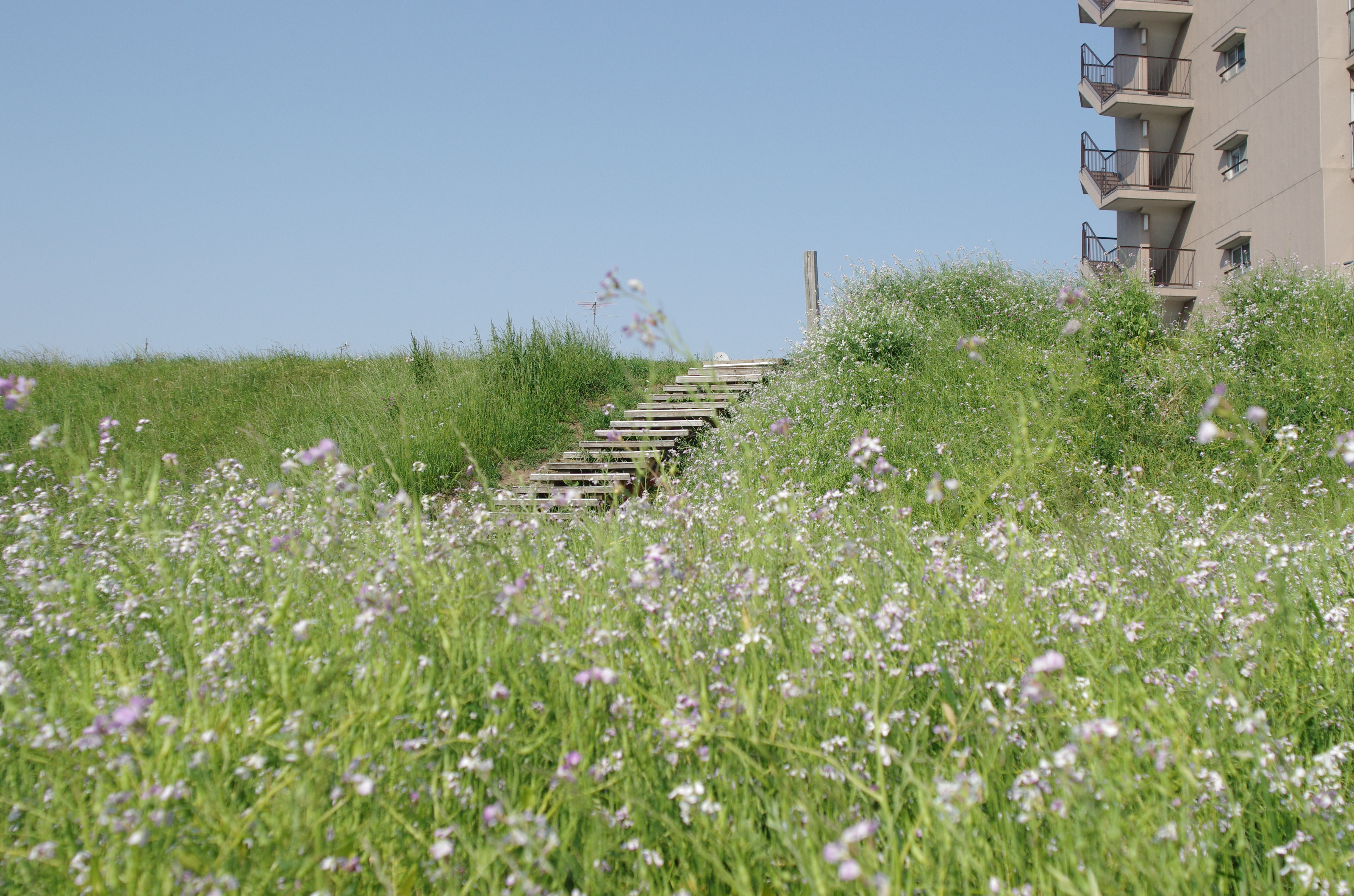 F5.6で撮影。これも日の丸構図。F5.6でも3/4画角より外は乱れるが重要な被写体を置かず、適度にボケる絞りとピント位置を選べば何とかまとめられる。K-5 IIs / smc PENTAX 28mm F2 / 約11.6MB / 4,928×3,264 / 1/2,000秒 / F5.6 / +0.3EV / ISO400 / マニュアル / WB：太陽光 / 28mm