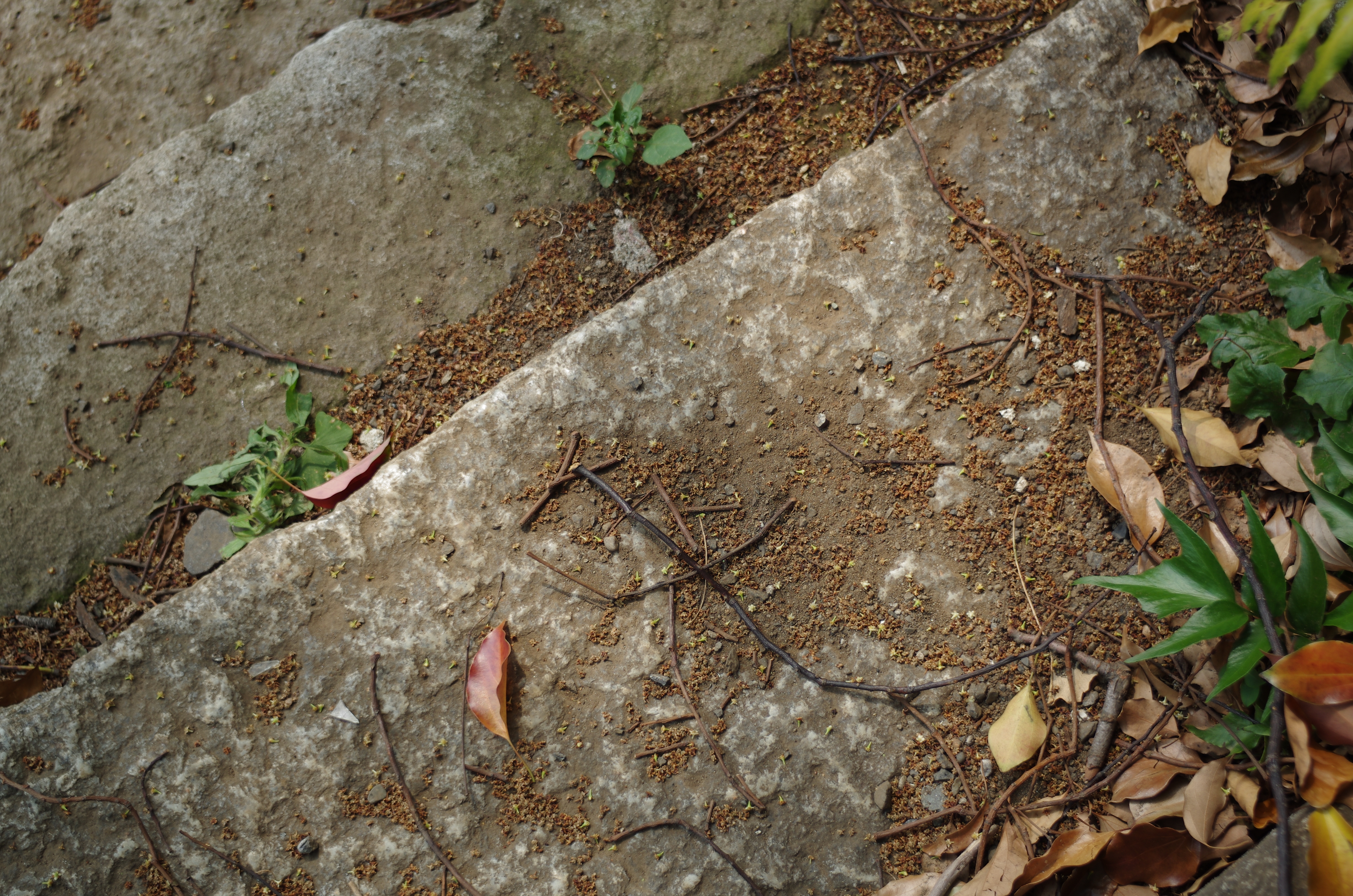 K-5 IIs / smc PENTAX M 40mm F2.8 / 約10.5MB / 4,928×3,264 / 1/400秒 / F2.8 / 0EV / ISO100 / 絞り優先AE / WB：太陽光 / 40mm