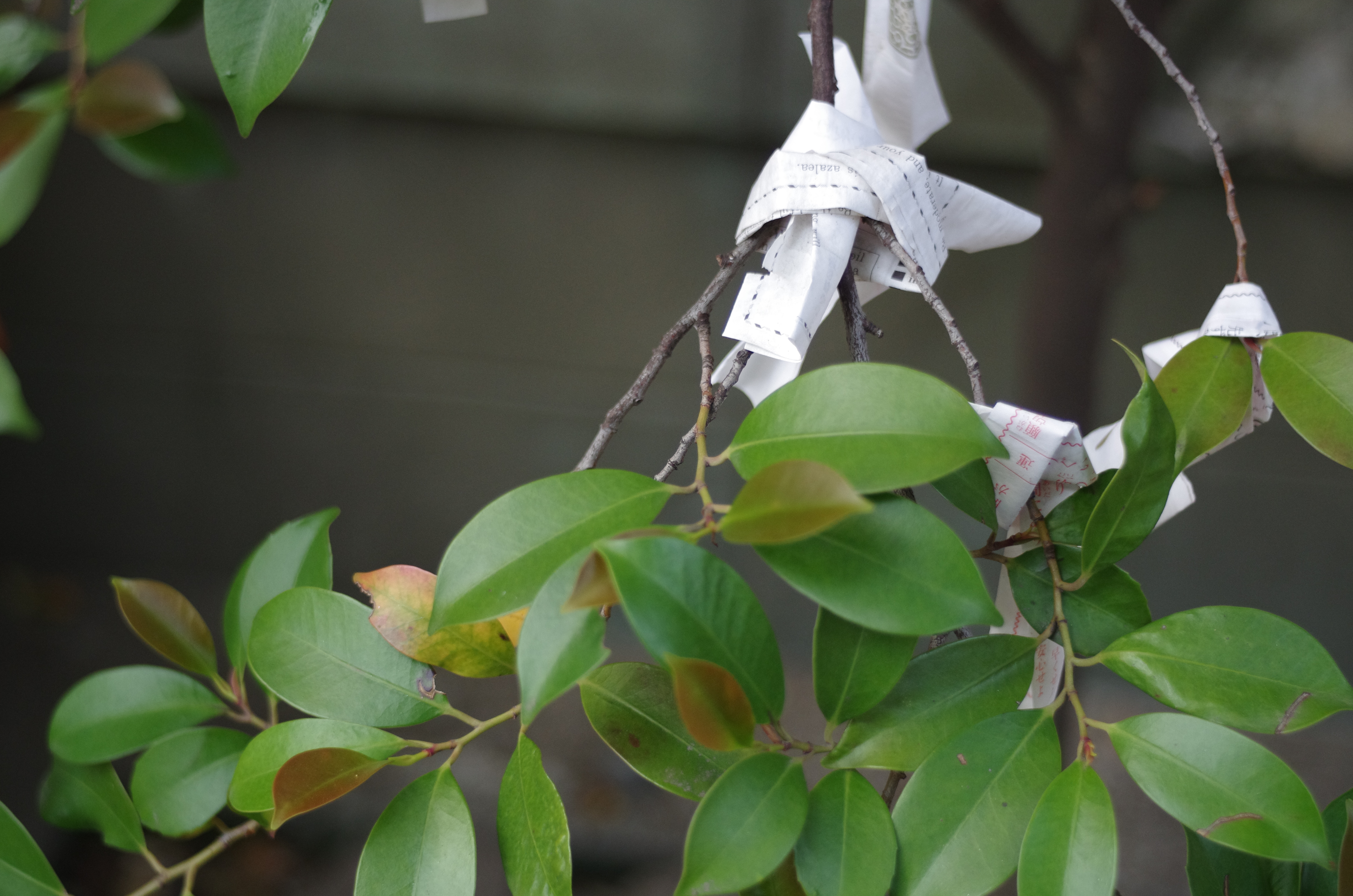 K-5 IIs / smc PENTAX M 40mm F2.8 / 約7.9MB / 4,928×3,264 / 1/500秒 / F2.8 / -0.3EV / ISO800 / 絞り優先AE / WB：太陽光 / 40mm