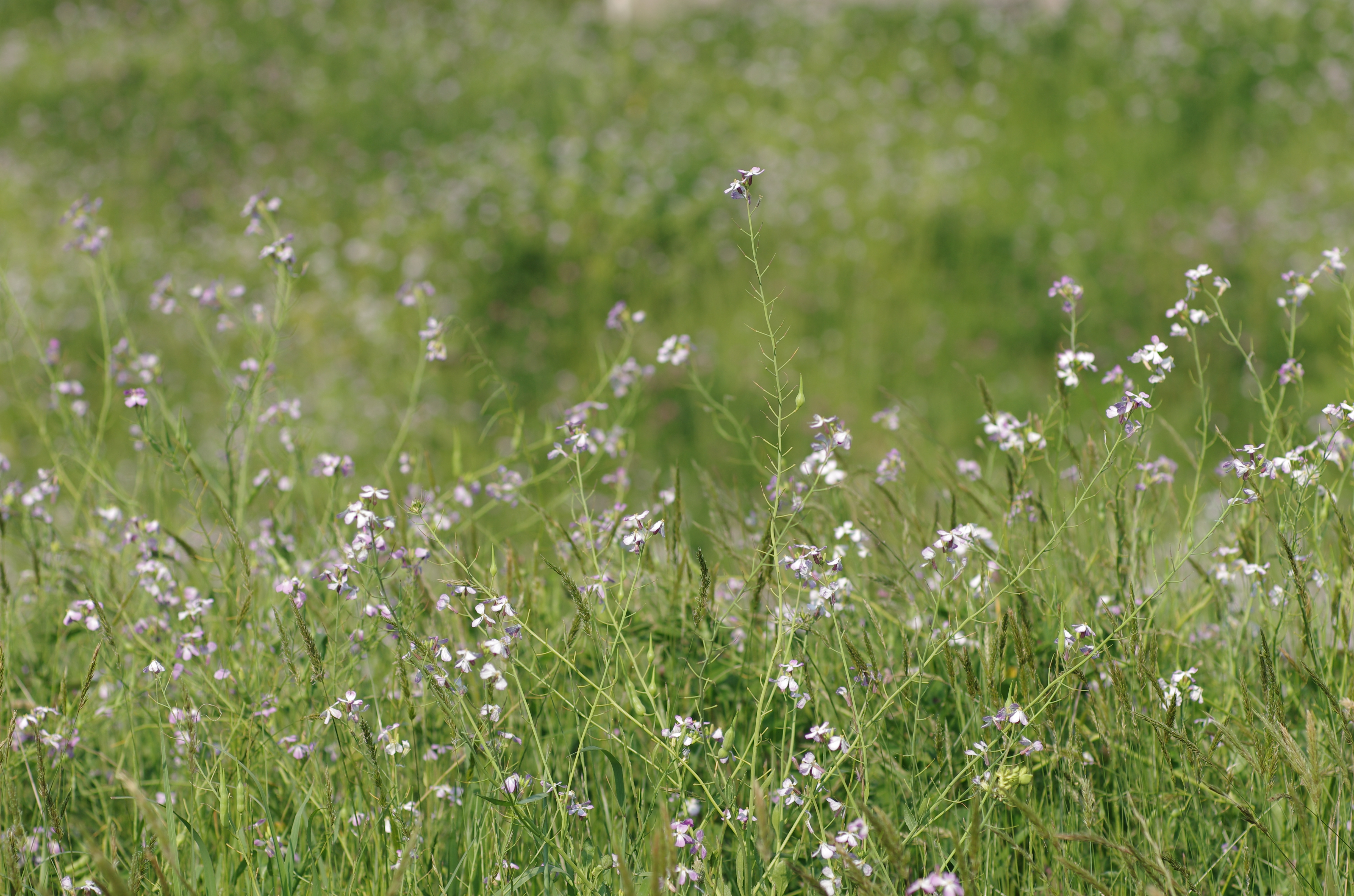 風が強く花が大きく揺れ動いていたので、ピンぼけになるのを避けるためにF2.8で撮影。本当はF1.4で撮りたい構図だけれども。K-5 IIs / smc PENTAX A* 85mm F1.4 / 約9.5MB / 4,928×3,264 / 1/1,000秒 / F2.8 / +0.3EV / ISO100 / 絞り優先AE / WB：太陽光 / 85mm