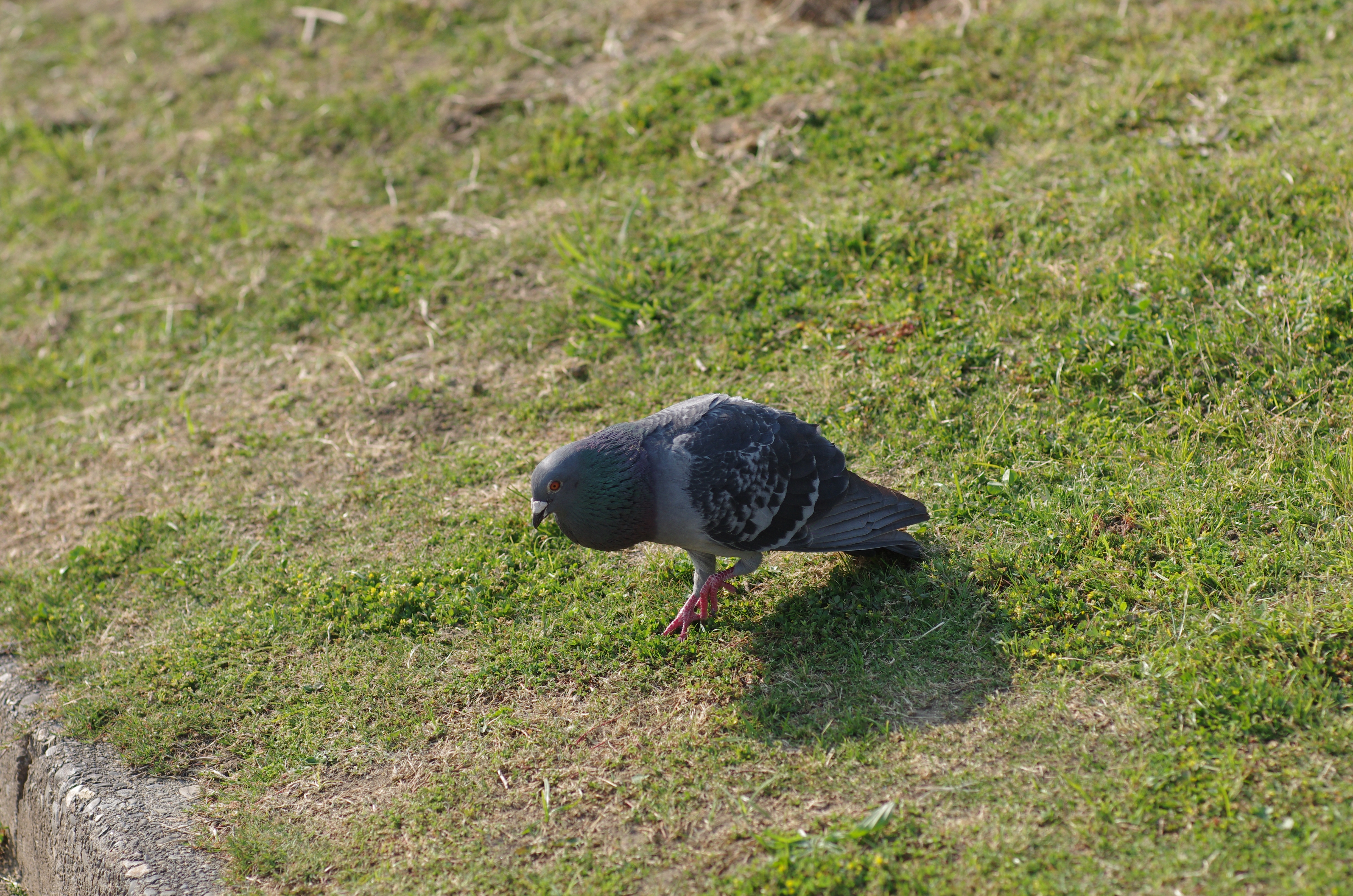 APS-CのK-5では35mmフルサイズ換算127mm相当F1.4にあたる。発情期でとさかを膨らまして雌を追いかけているところ。動きが速かったのでF2.8に絞ったけど少し後ピンか。K-5 IIs / smc PENTAX A* 85mm F1.4 / 約10.6MB / 4,928×3,264 / 1/3,200秒 / F2.8 / +0.3EV / ISO400 / 絞り優先AE / WB：太陽光 / 85mm