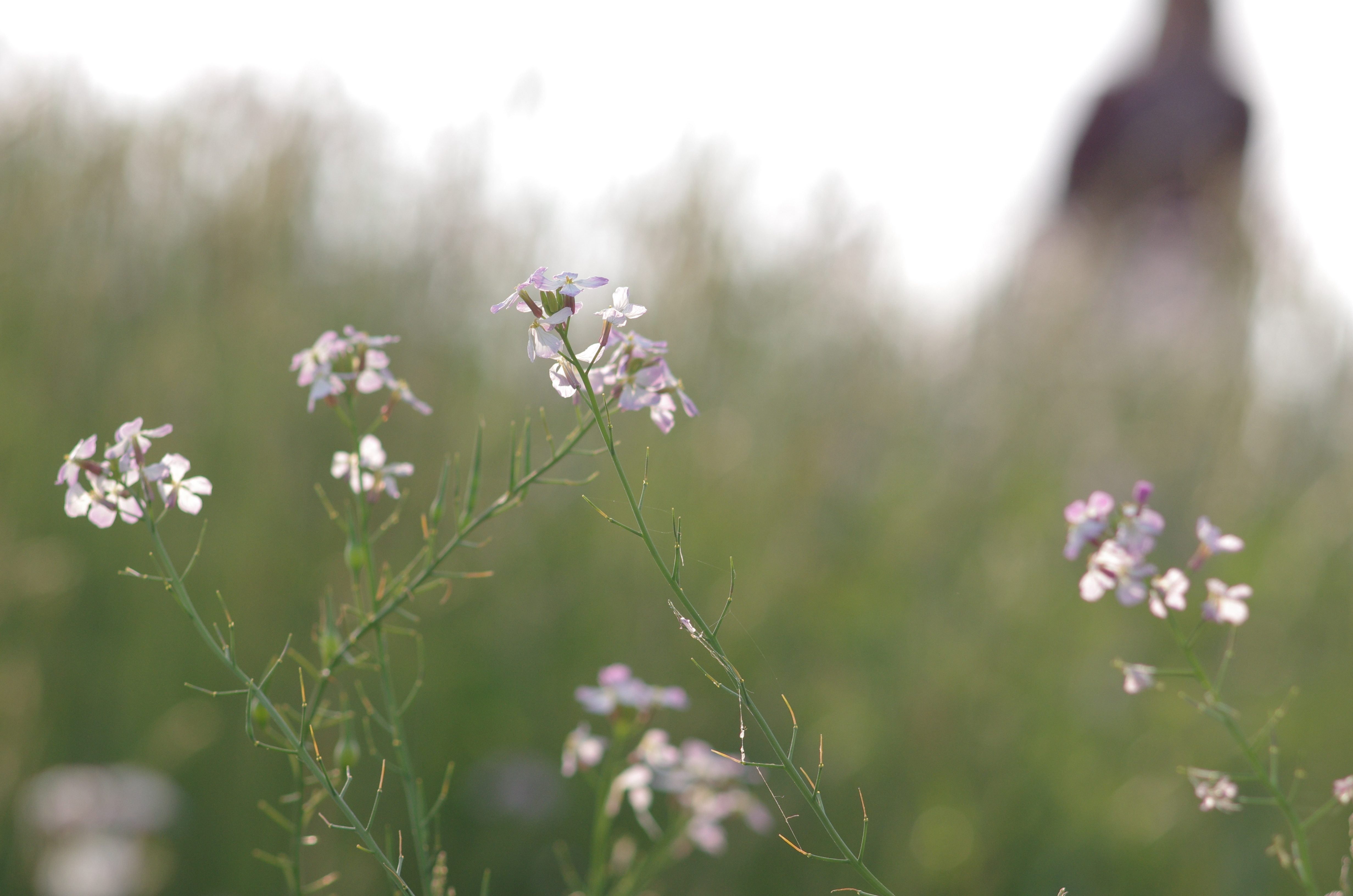 内部構造が複雑になりがちなインナーフォーカスレンズと違い、内面反射防止は万全。斜逆光を入れながら撮影してもごく薄く色づくようなフレアが出るだけで乱れが一切ない。このレンズはA*の中でも特にフレアがきれいな1本で、わざとフードを畳んで撮ることもある。K-5 IIs / smc PENTAX A* 200mm F2.8 / 約7.4MB / 4,928×3,264 / 1/1,600秒 / F3.5 / +0.3EV / ISO400 / 絞り優先AE / WB：太陽光 / 200mm