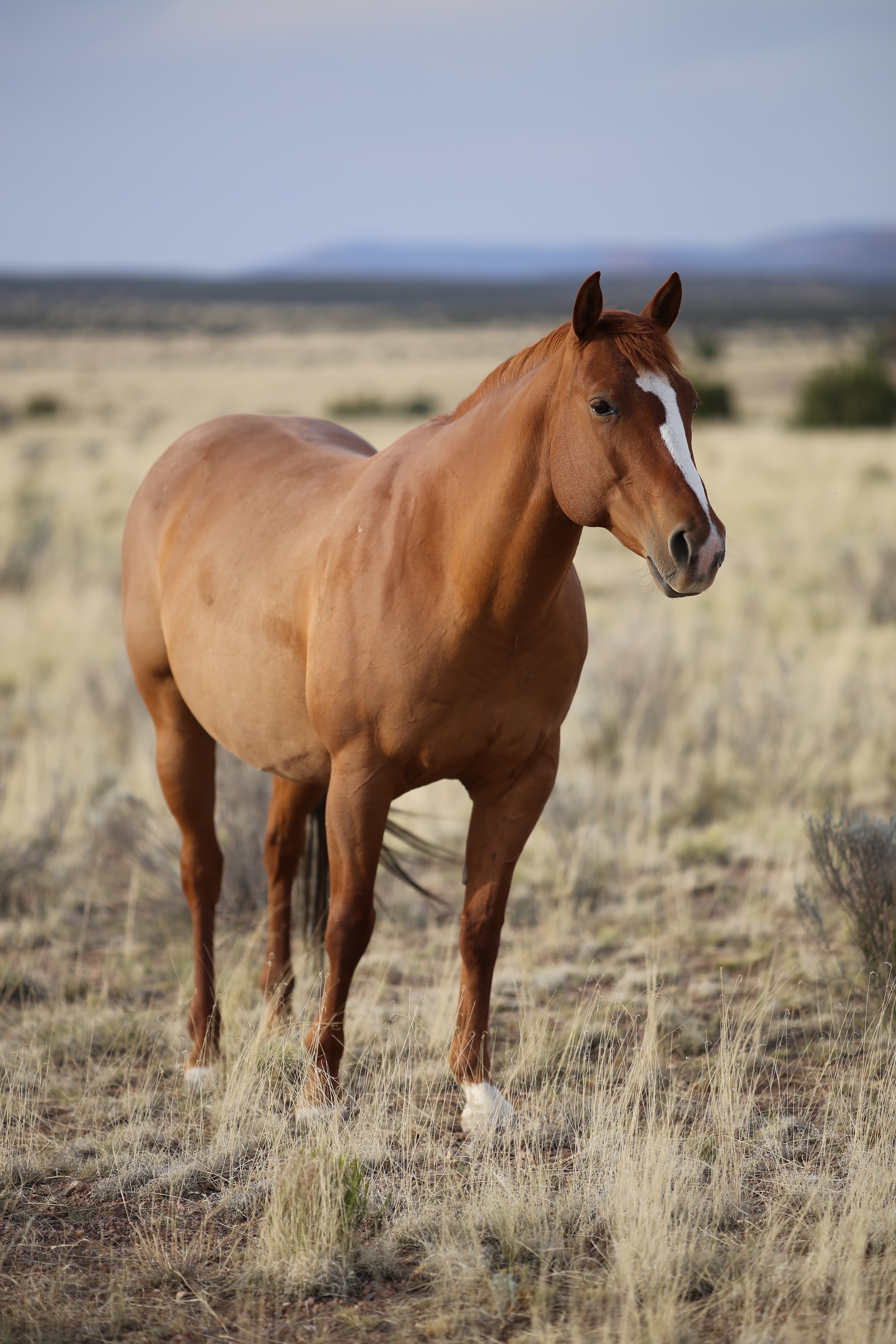 EOS 6D / Apo Sonnar T* 2/135 / 約5.5MB / 3,648×5,472 / 1/1,600秒 / F2 / +0.3EV / ISO100 / 絞り優先AE / WB：太陽光 / 135mm