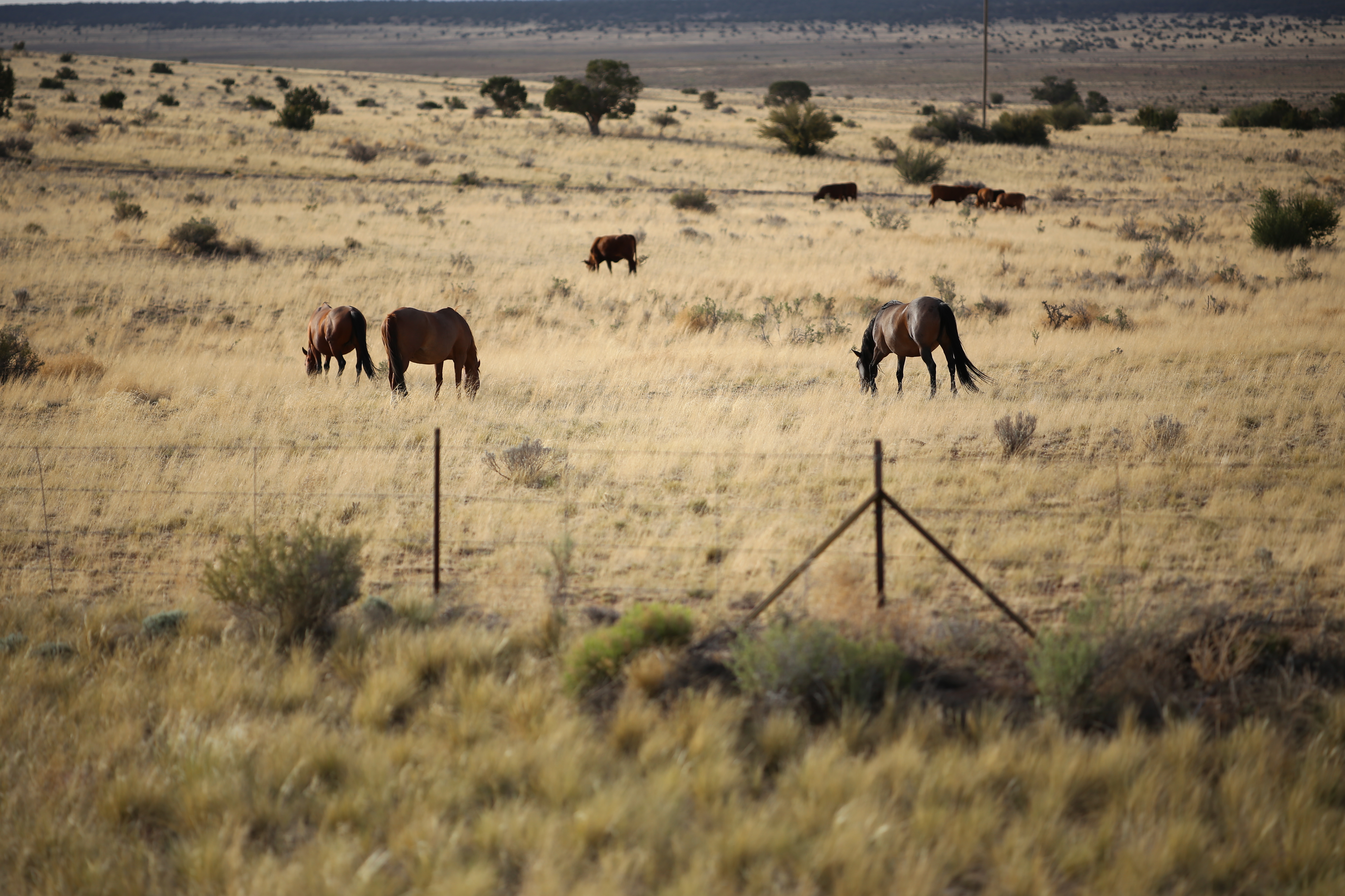 EOS 6D / Apo Sonnar T* 2/135 / 約5.8MB / 5,472×3,648 / 1/3,200秒 / F2 / +1EV / ISO100 / 絞り優先AE / WB：太陽光 / 135mm
