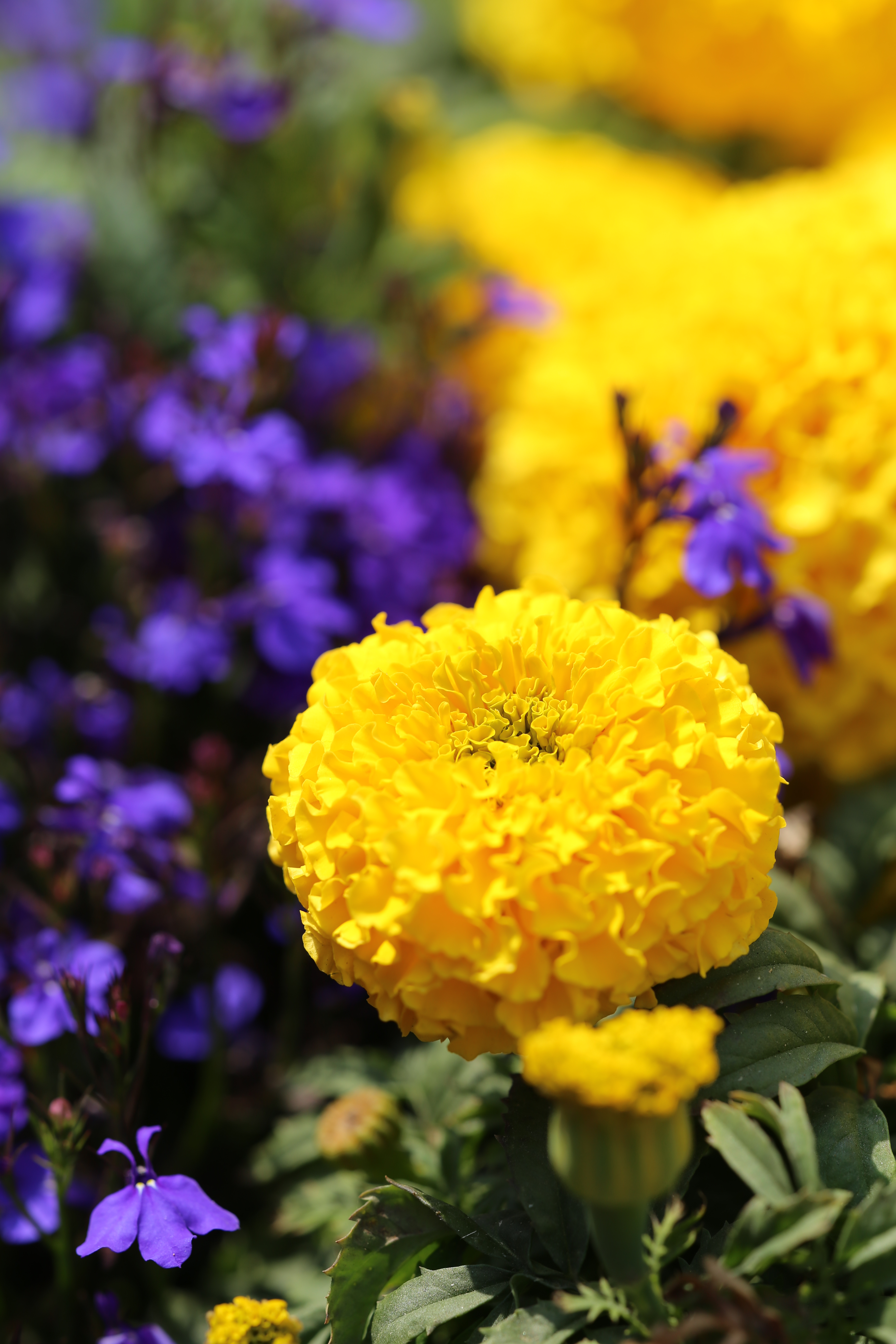 EOS 6D / Apo Sonnar T* 2/135 / 約3.9MB / 3,648×5,472 / 1/640秒 / F4 / +0.3EV / ISO100 / 絞り優先AE / WB：太陽光 / 135mm