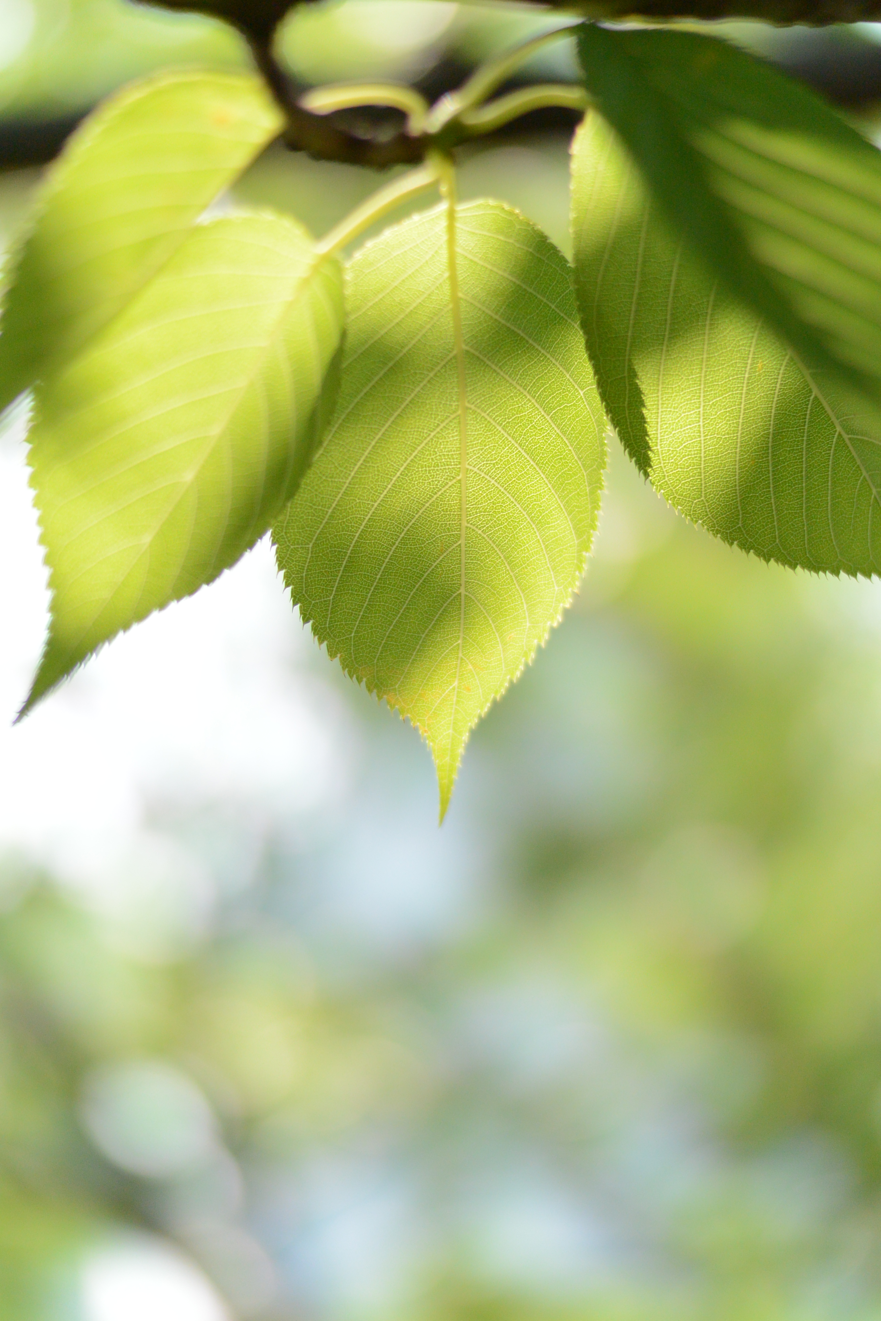 Nikon 1 V2 / 1 NIKKOR 32mm F1.2 / 約5.6MB / 3,072×4,608 / 1/4,000秒 / F1.2 / +1EV / ISO160 / 絞り優先AE / WB：オート / 32mm