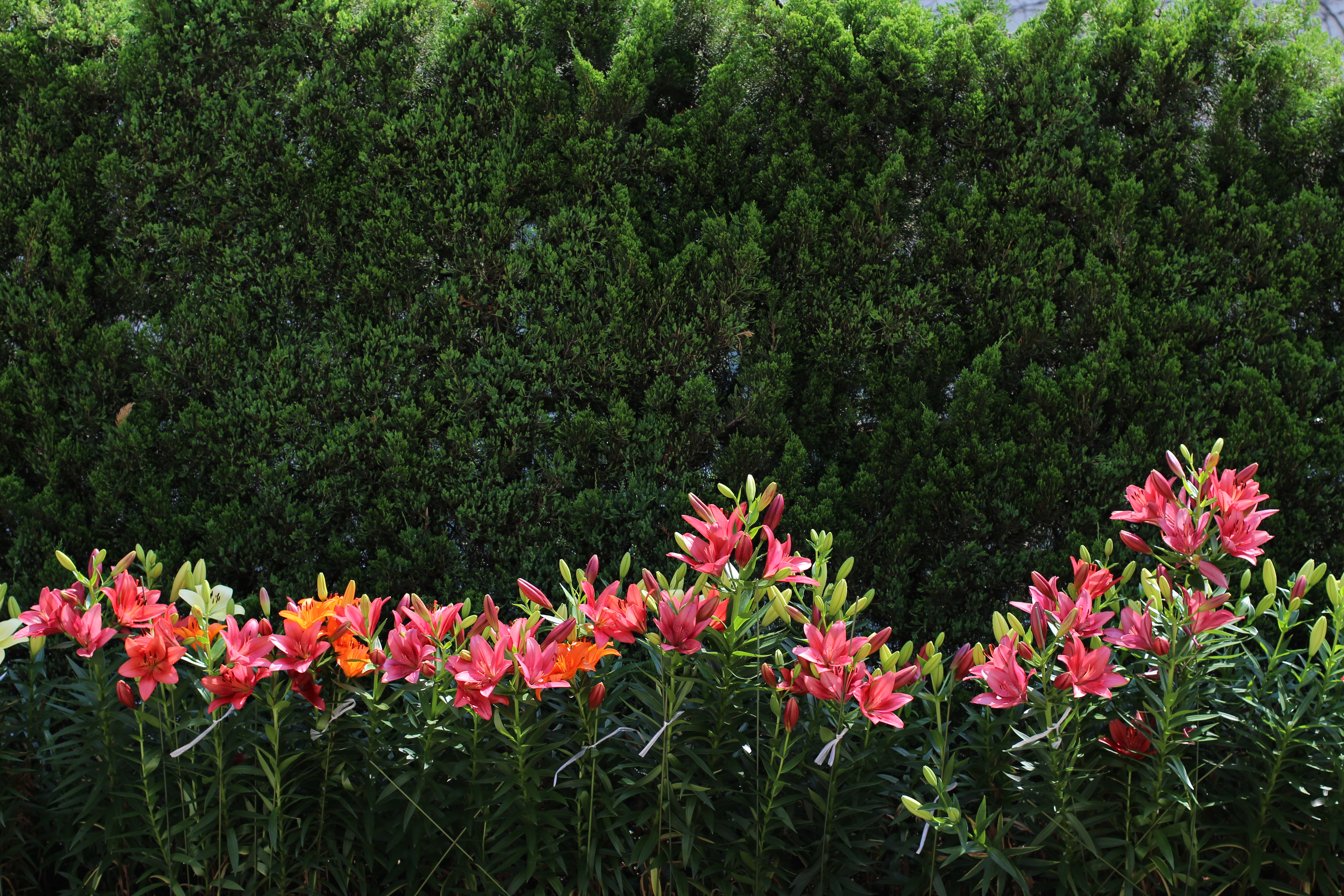 EOS Kiss X7 / EF 40mm F2.8 STM / 約9MB / 5,184×3,456 / 1/500秒 / F4 / -1.3EV / ISO100 / 40mm