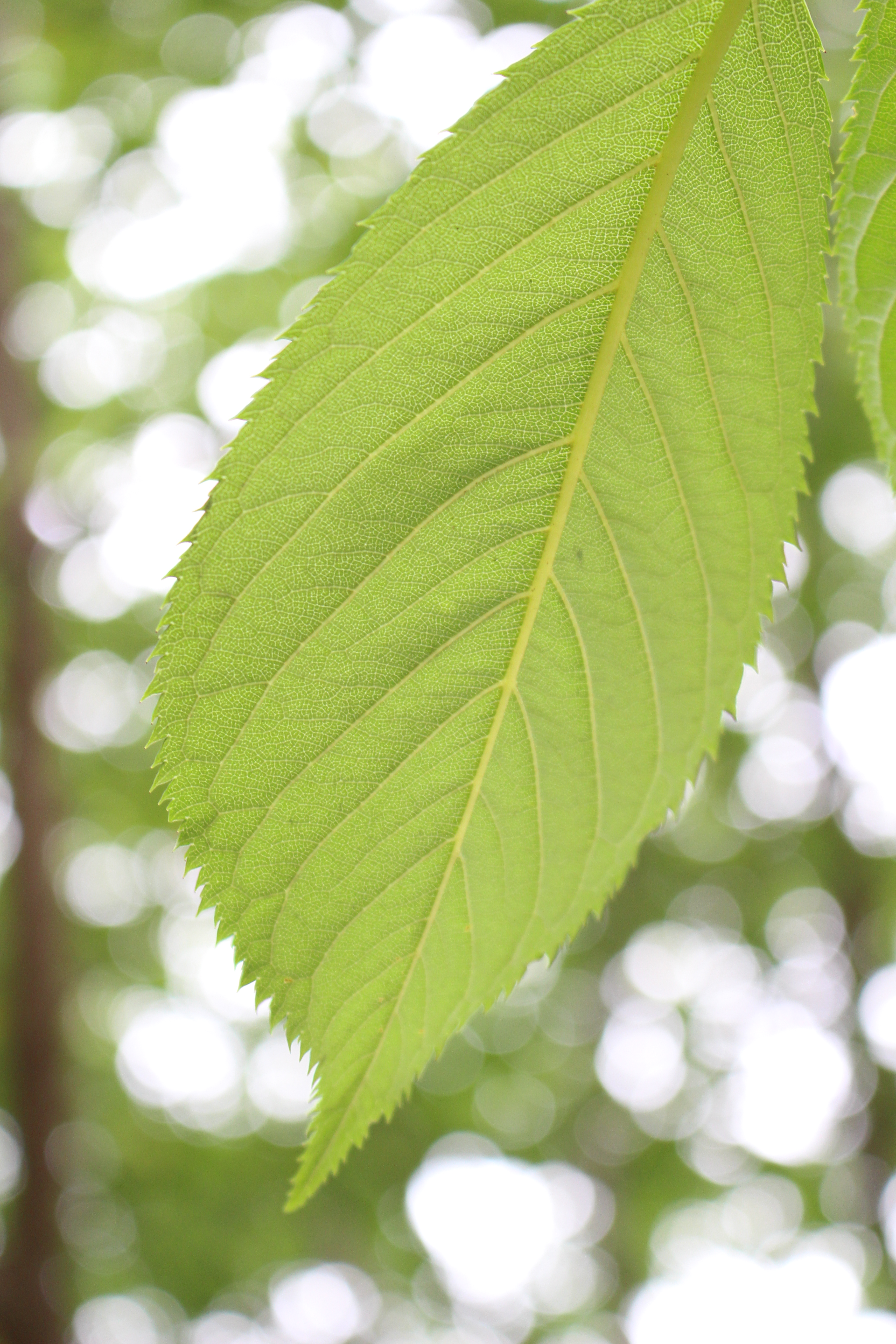 EOS Kiss X7 / EF-S 18-55mm F3.5-5.6 IS STM / 約6.3MB / 3,456×5,184 / 1/80秒 / F5.6 / +1EV / ISO640 / 44mm